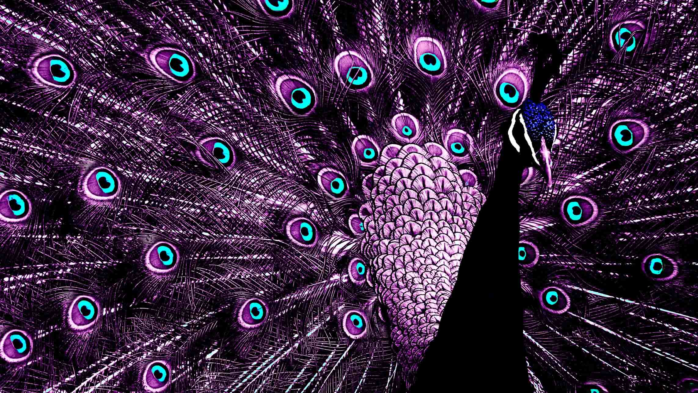 Feather Bird Animal Peacock HD Wallpaper
