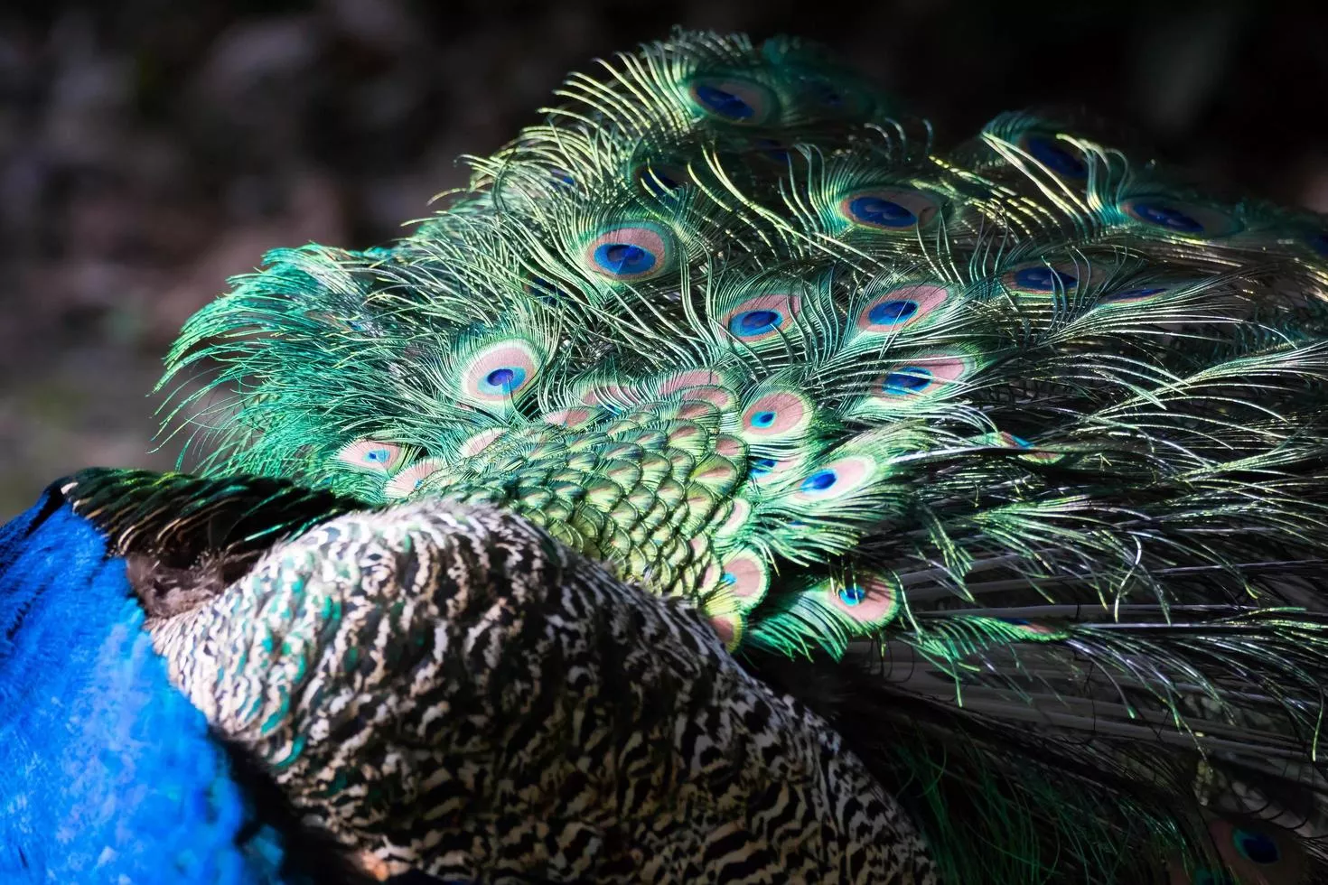 Peacock Wings Image
