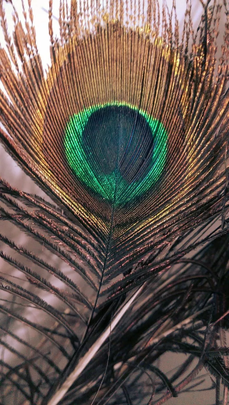 Peacock wing, real, HD phone wallpaper