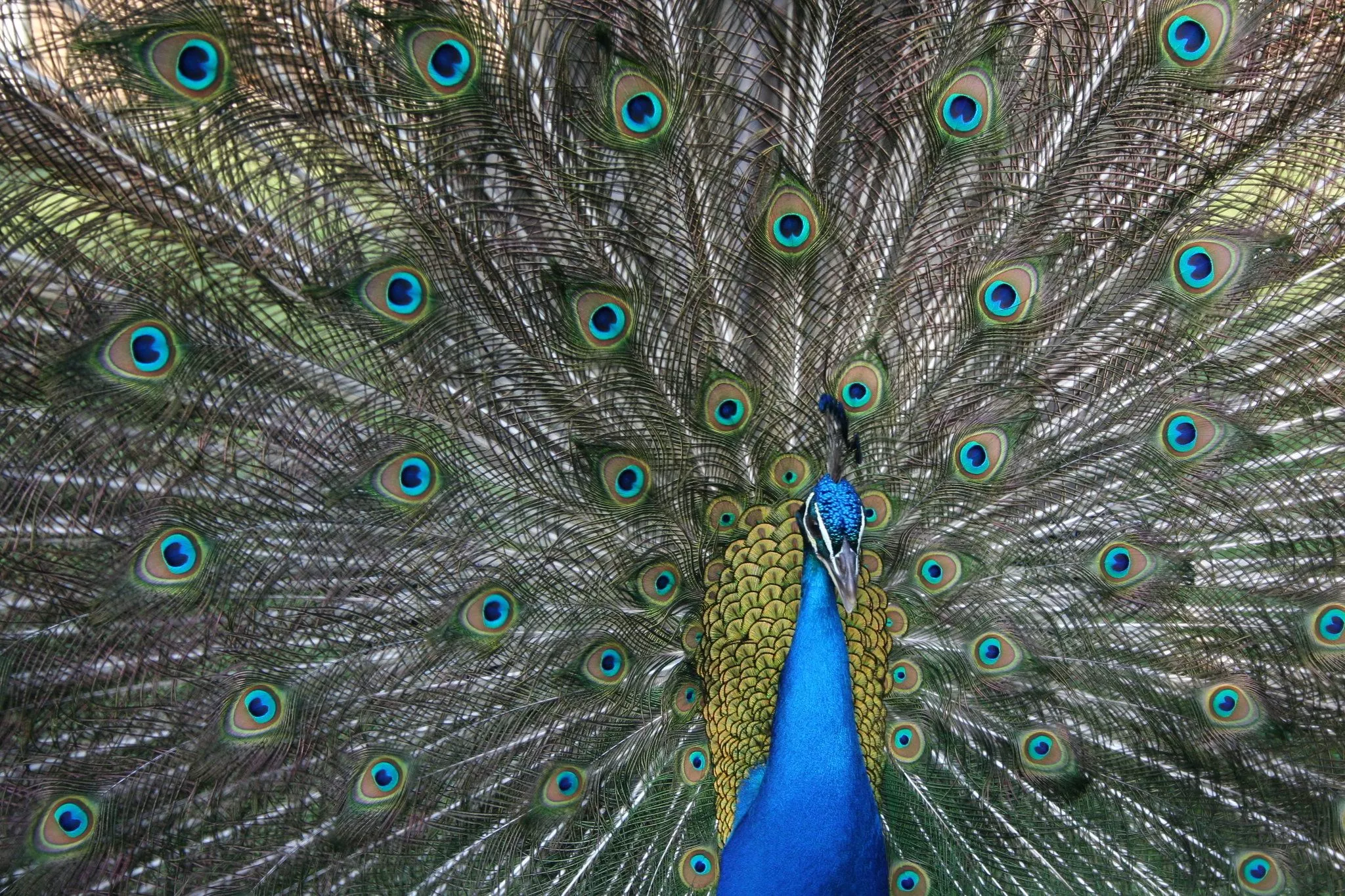 Peacocks Don't Just Show Their Feathers