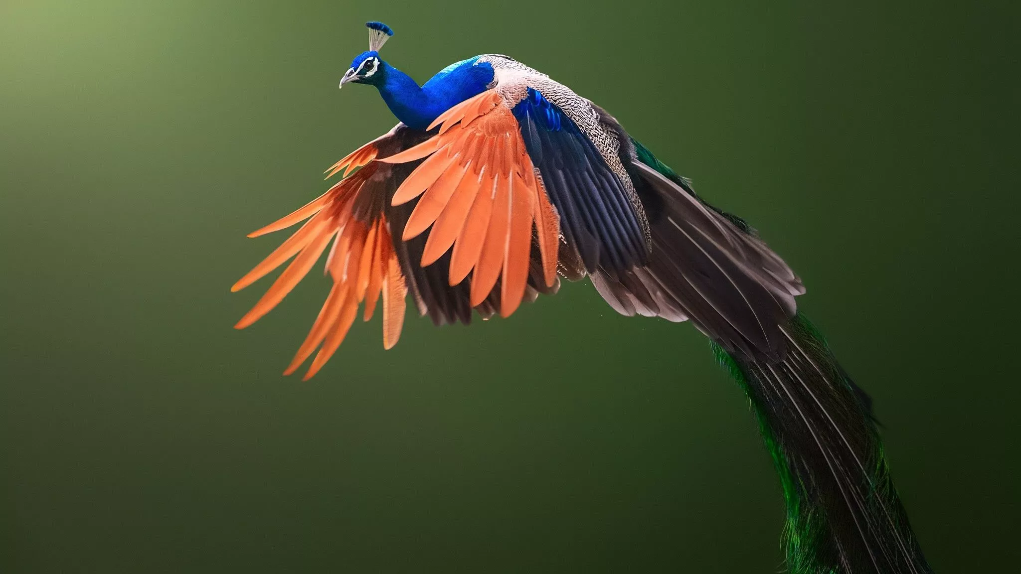 Wallpaper background, bird, wings