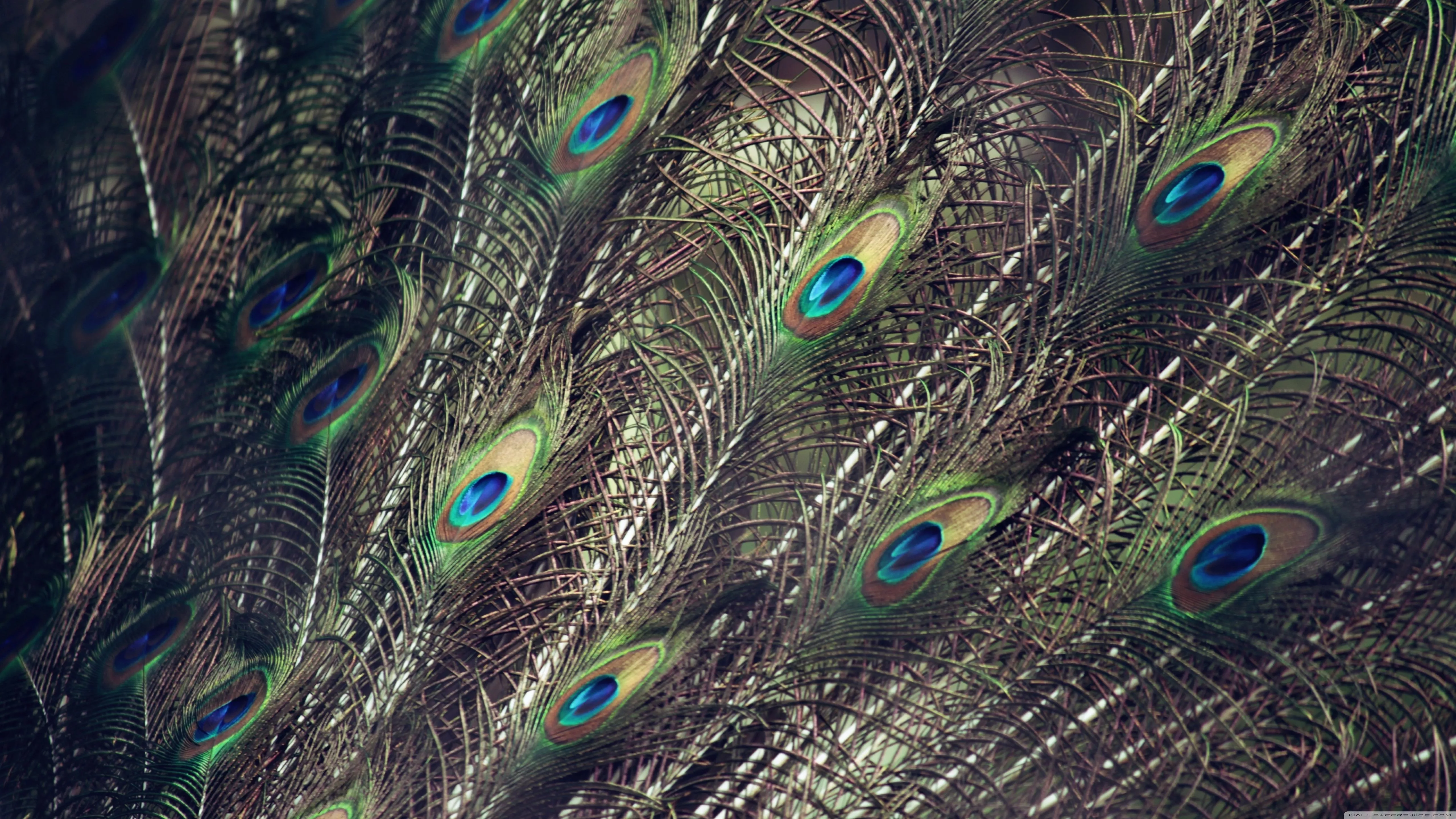 Peacock Wings Ultra HD Wallpaper for 4K