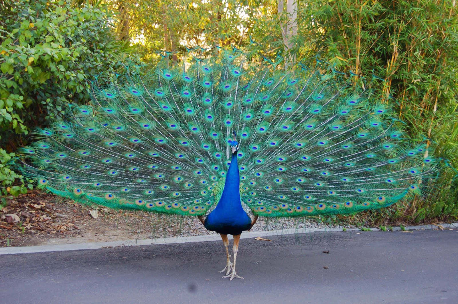 Peacock Bird Picture