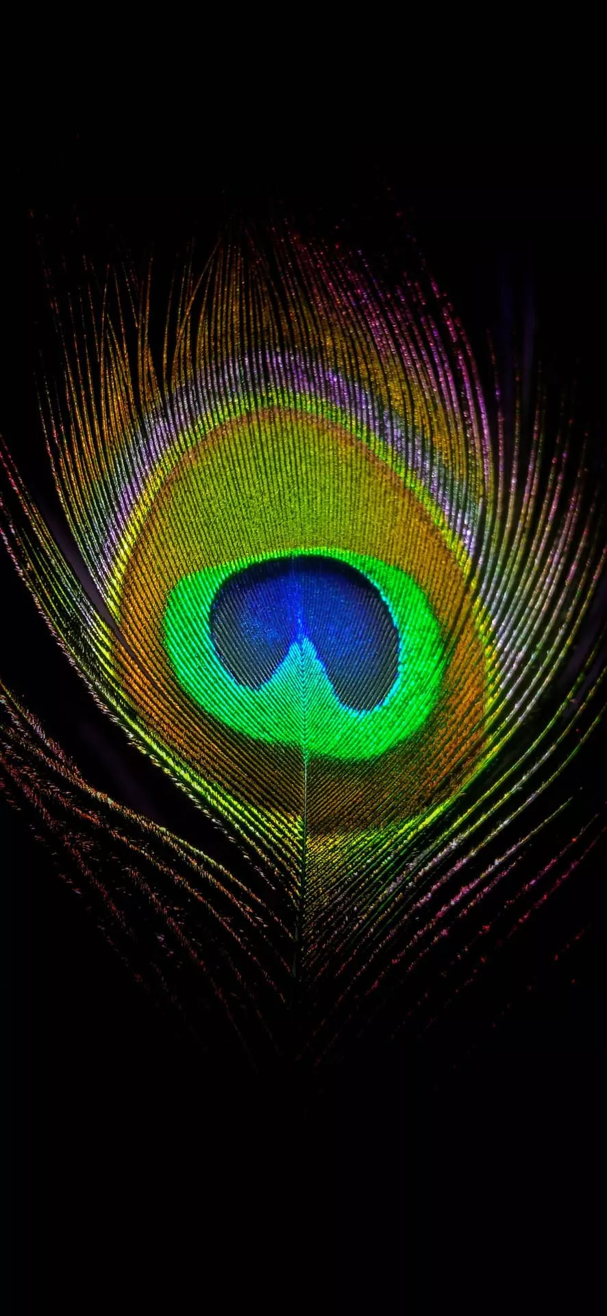 Captivating Peacock Feather On A Black