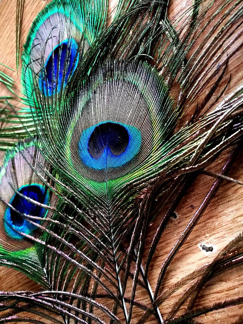 Peacock feathers, birds, feather