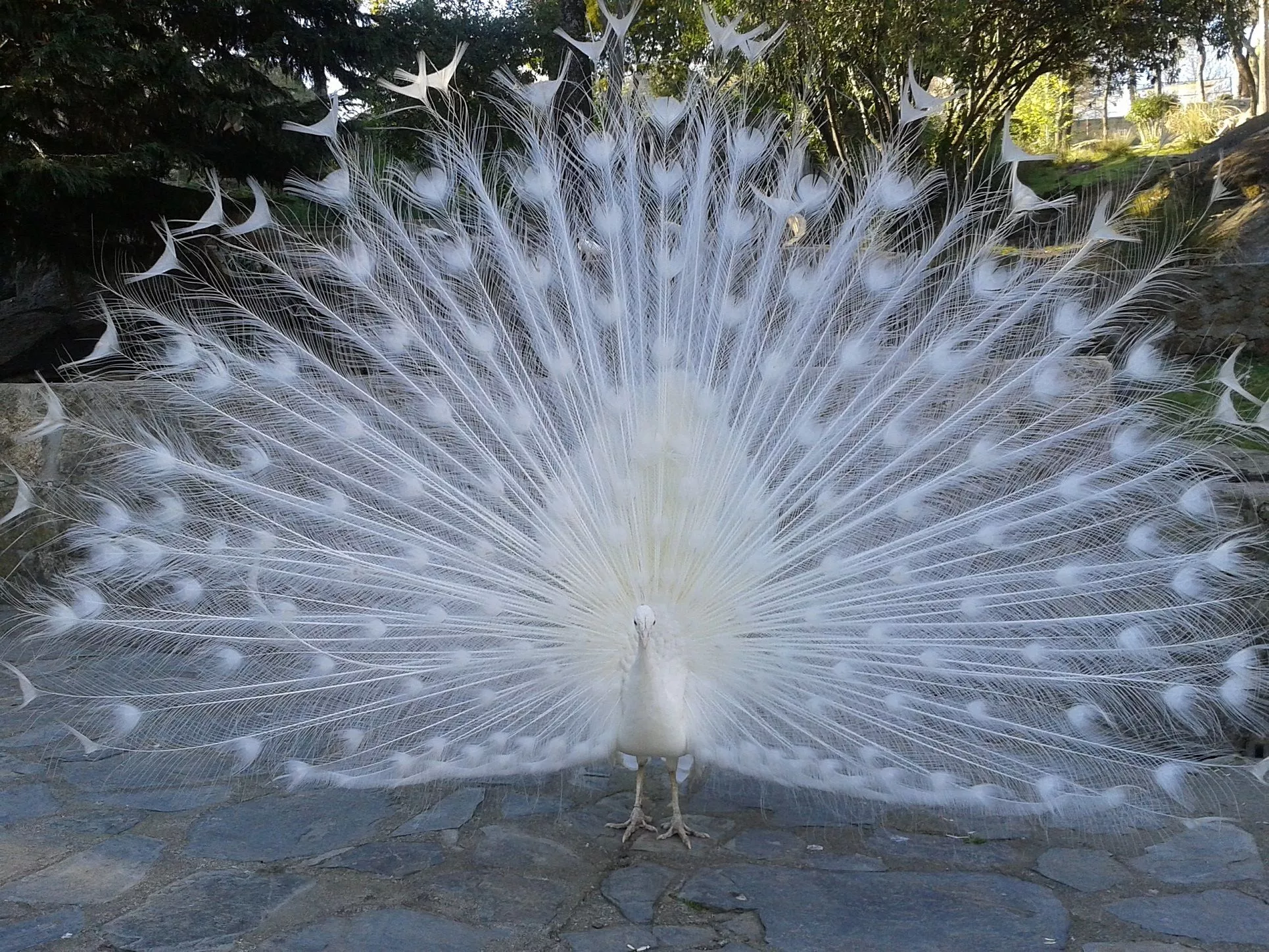 bird, wing, white, peacock, feathers