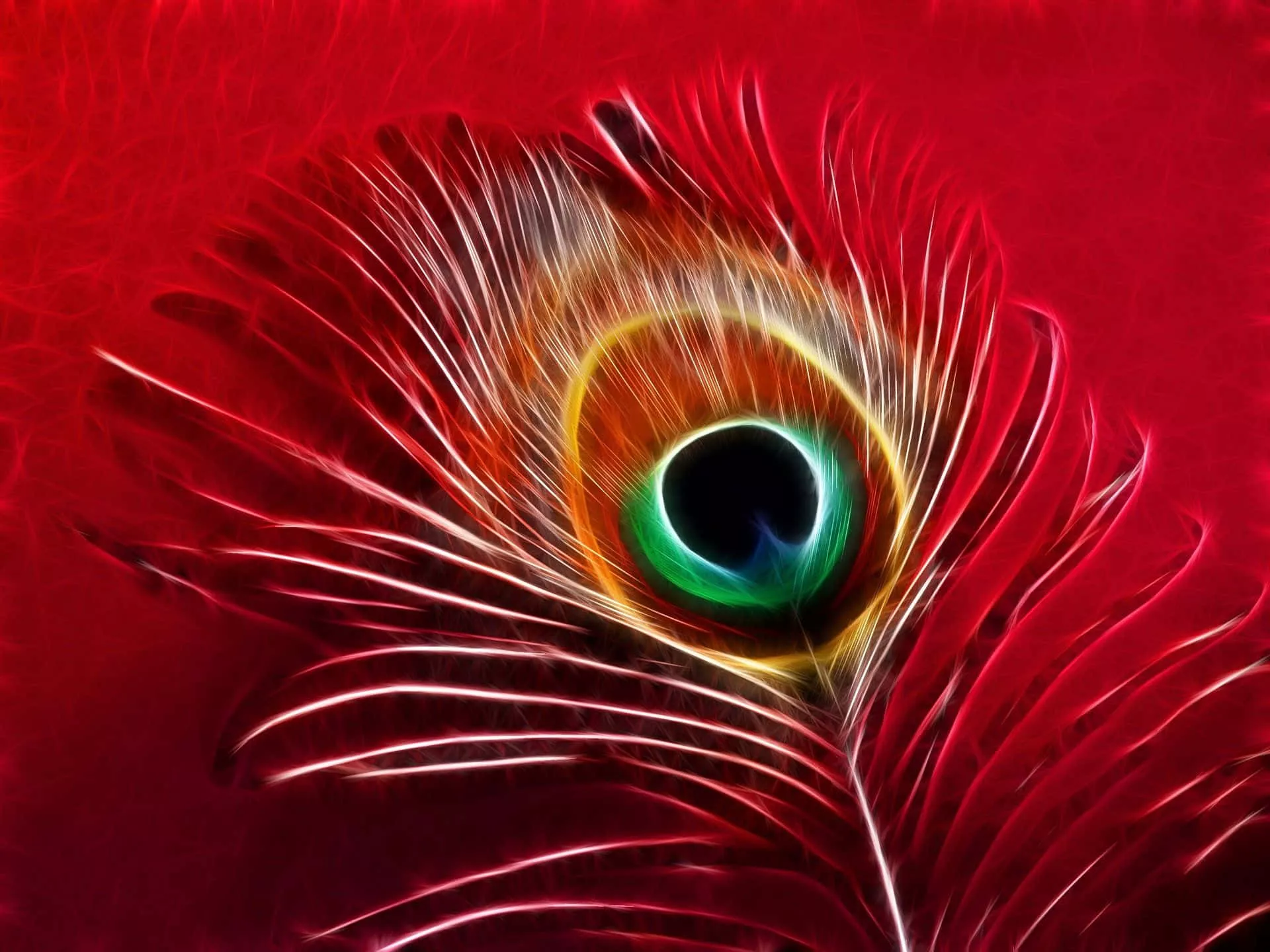 Download A vibrant Peacock Feather