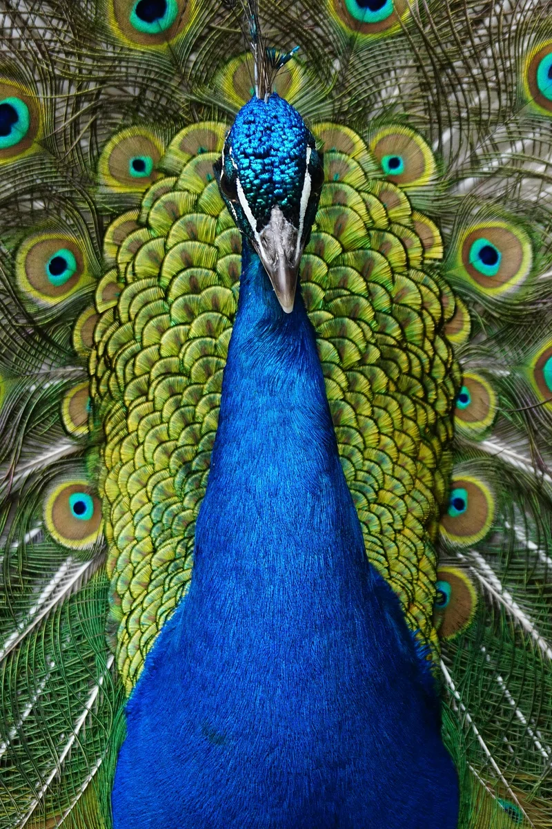 Peacock Feather Image. Free Photo