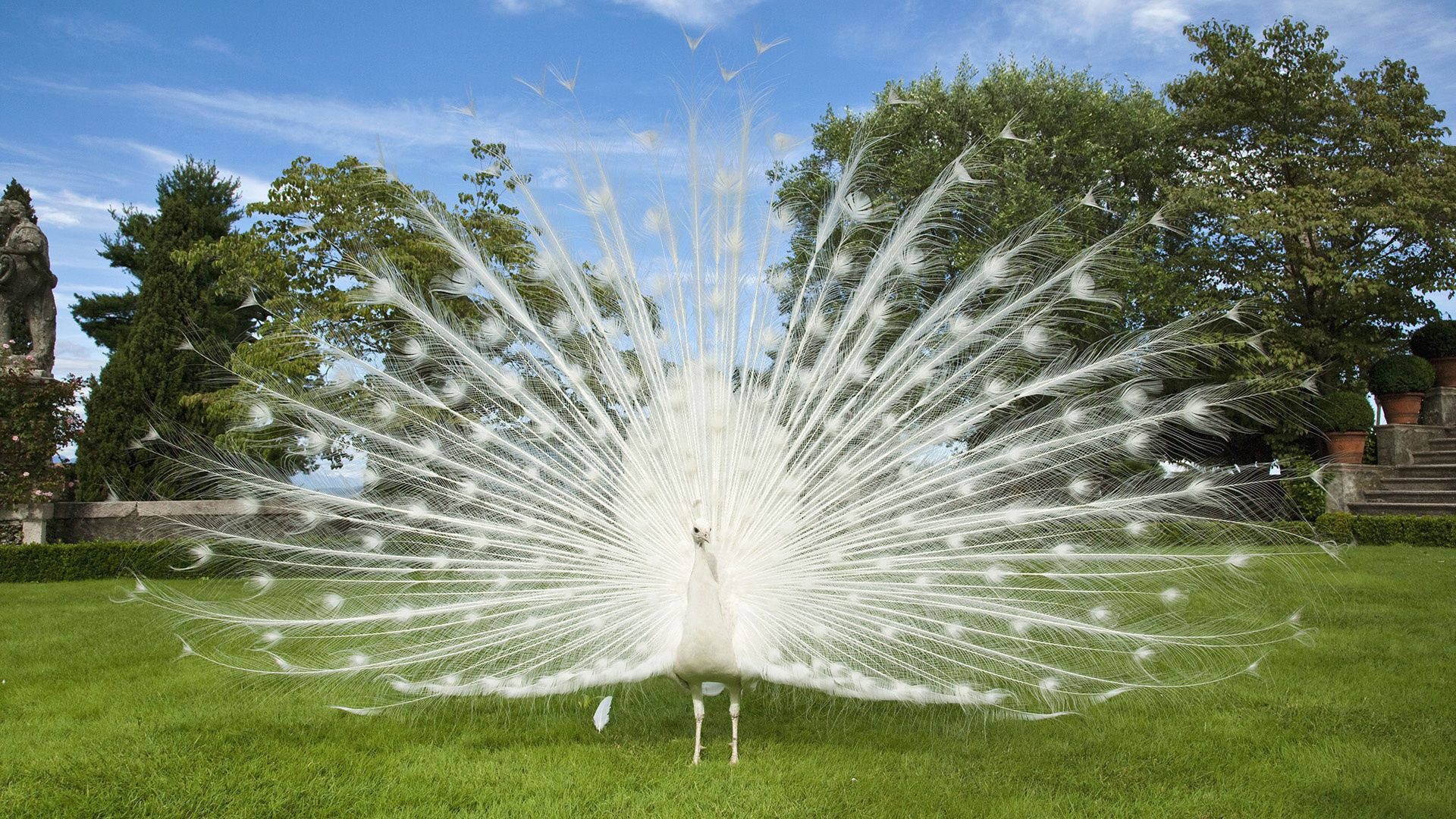 Download free White Peacock Wallpaper