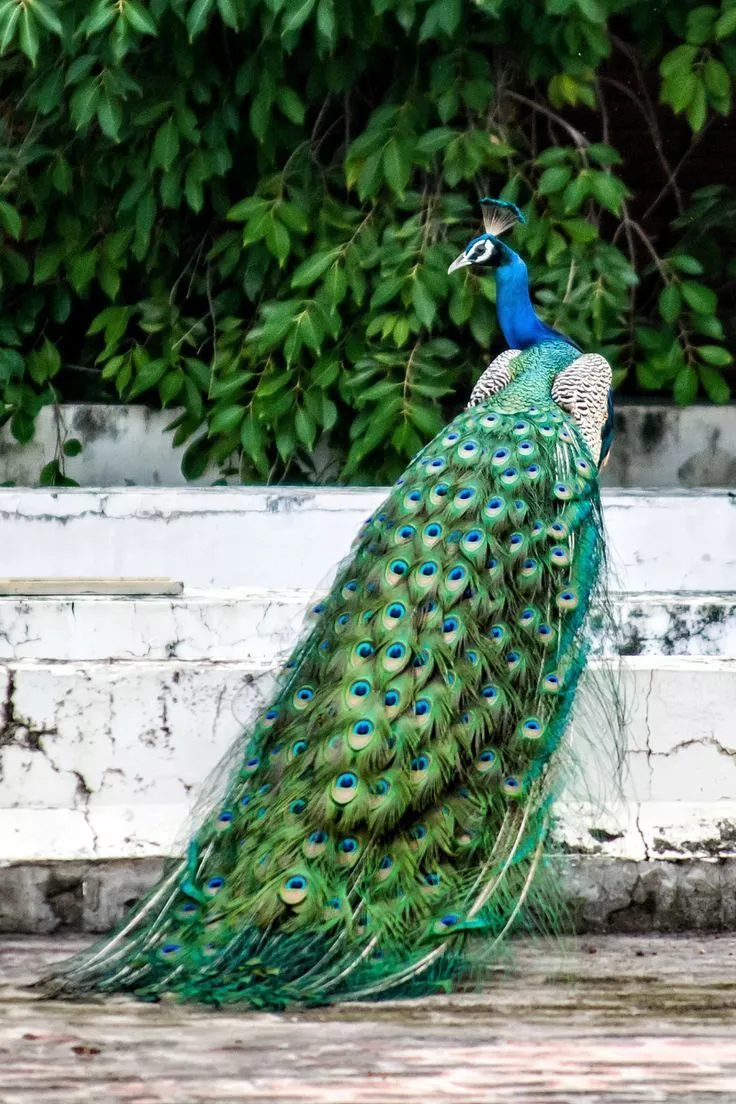 Most Gorgeous Peacock Photo You've