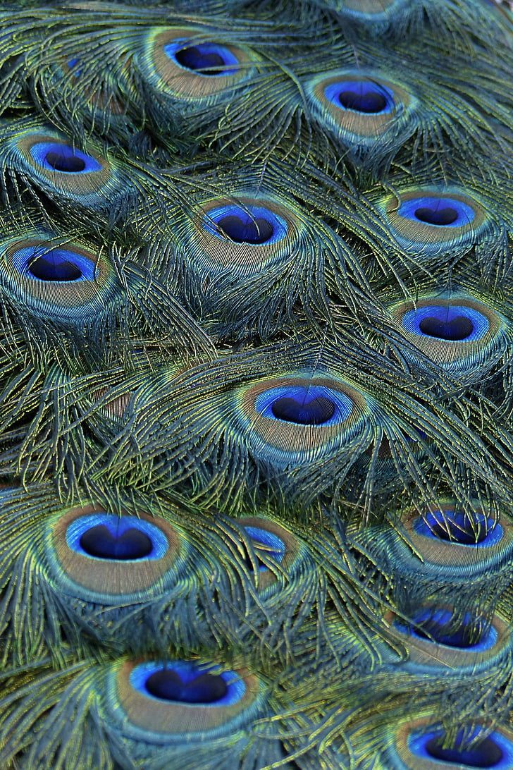 Peacock feather