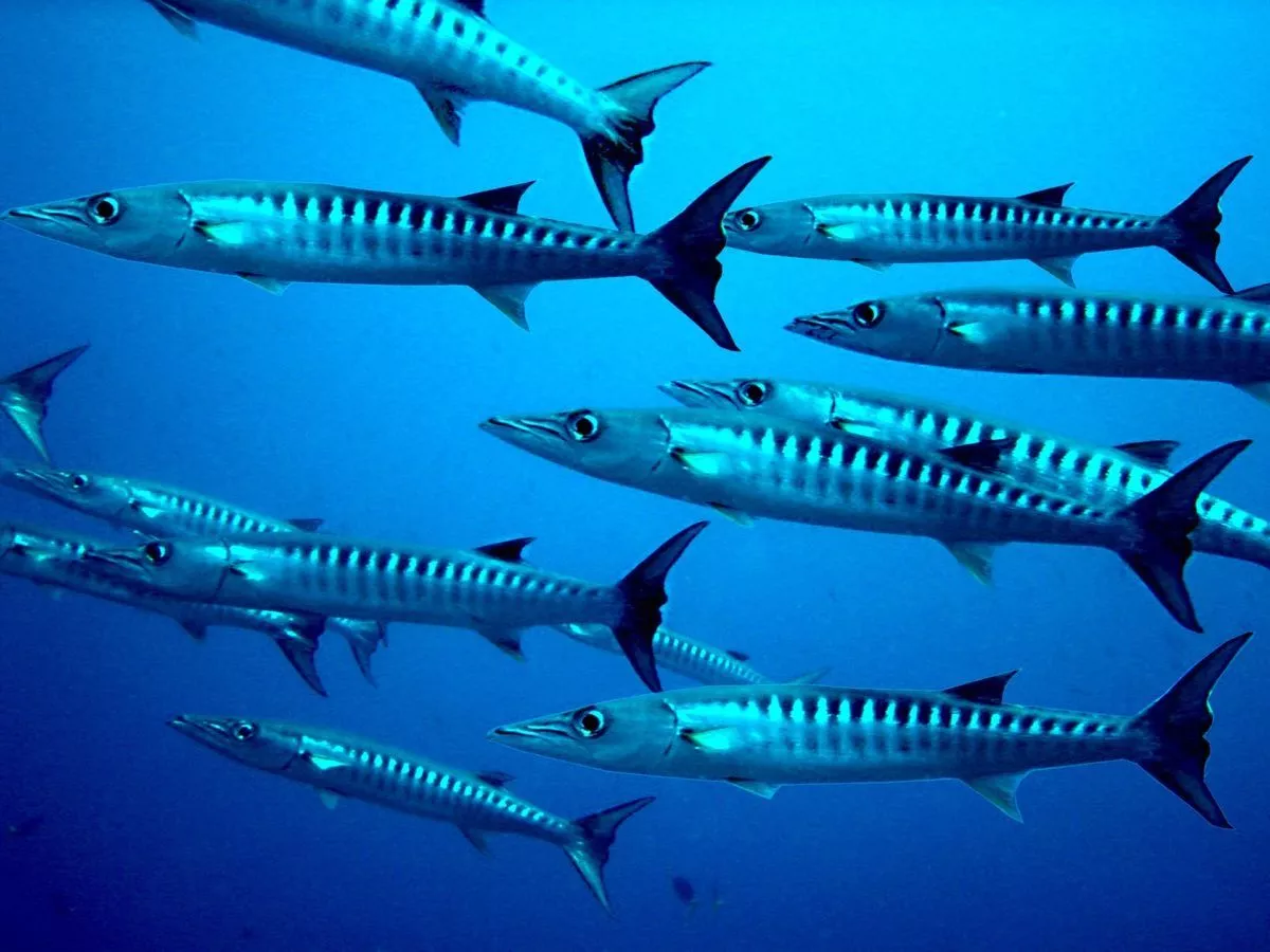 Sea Wonder: Barracuda. National Marine