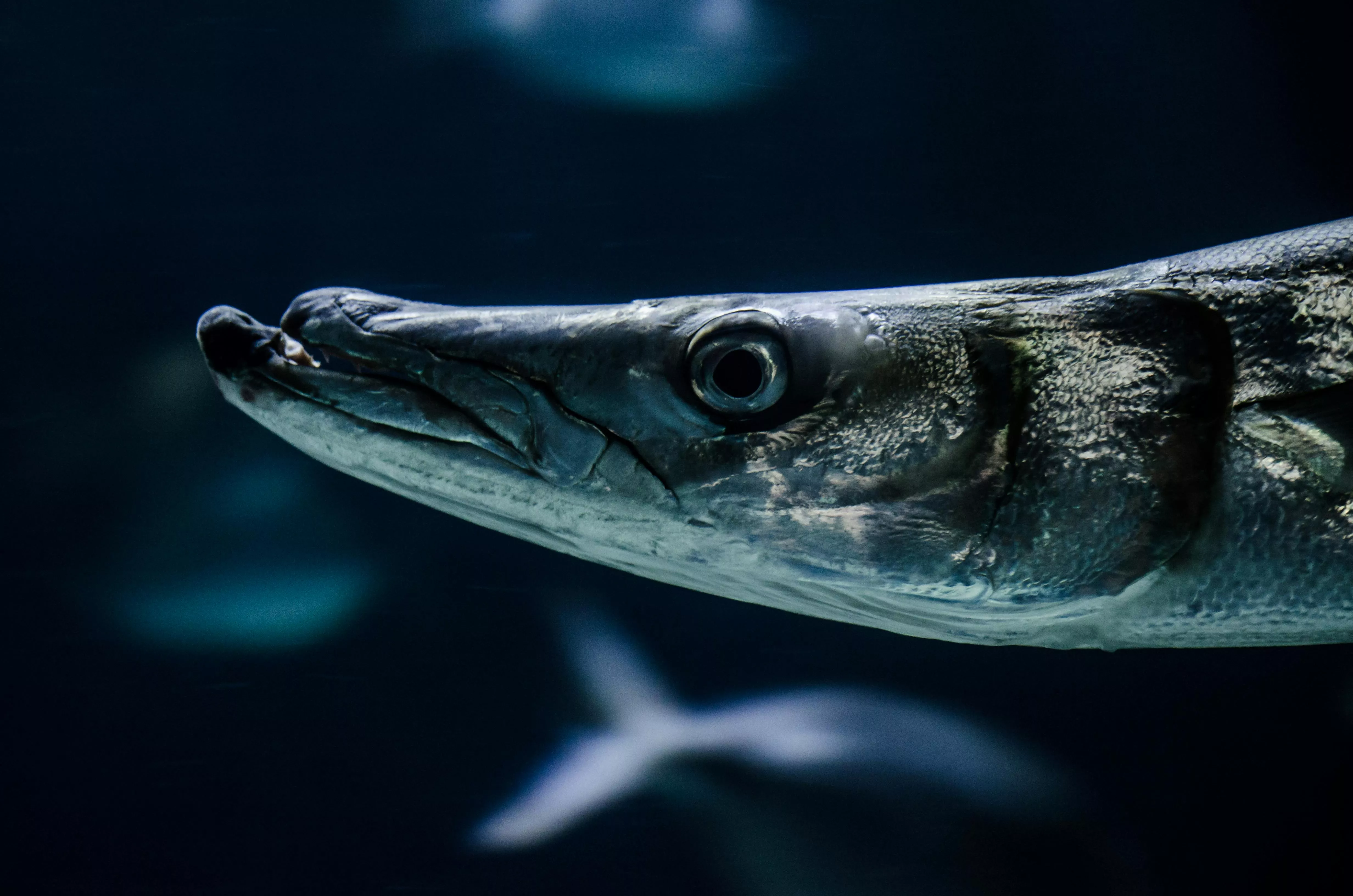Close Up Photograph Of A Barracuda