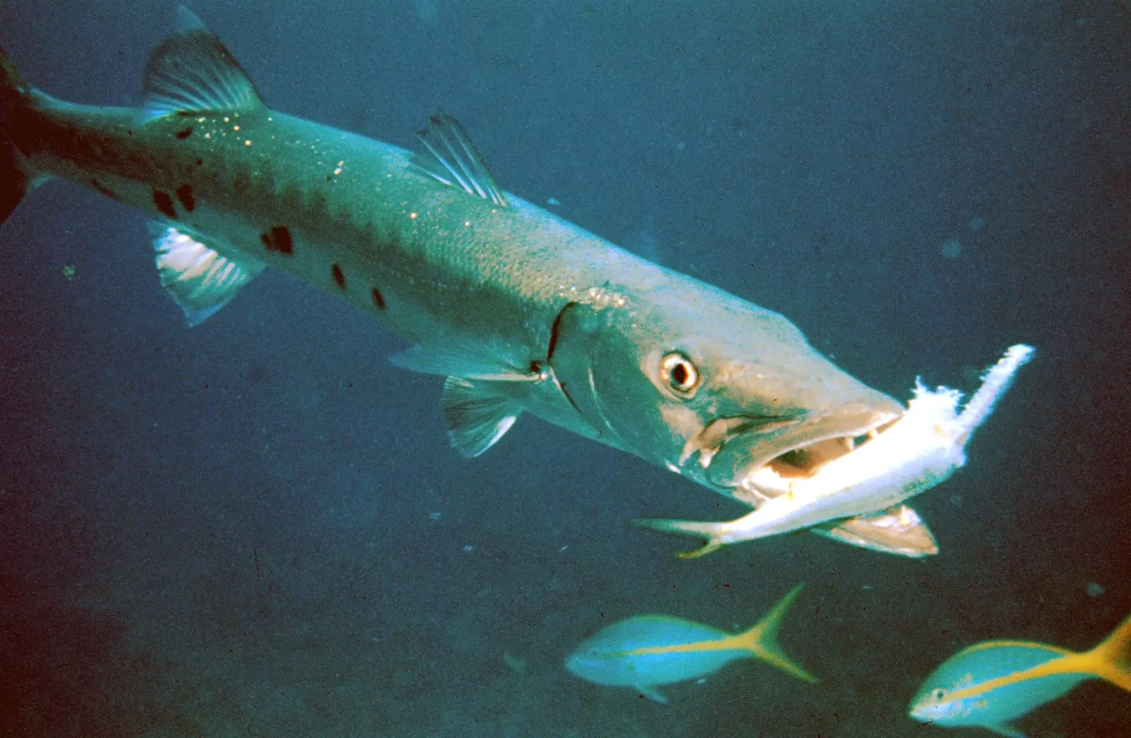 Great barracuda, Diet, Habitat
