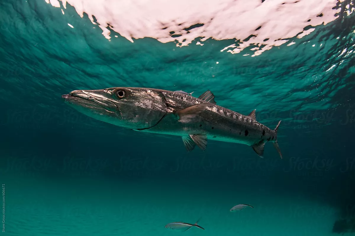 Barracuda Fish Portrait