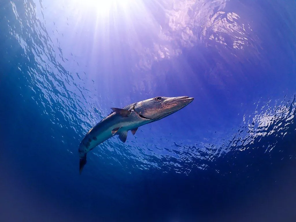 Large, Predatory, Ray Finned Fi