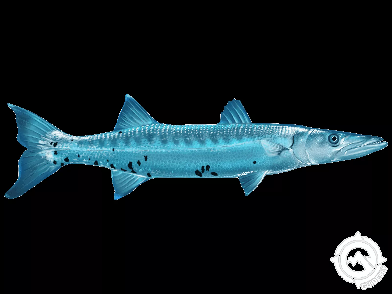 Learn About the Barracuda