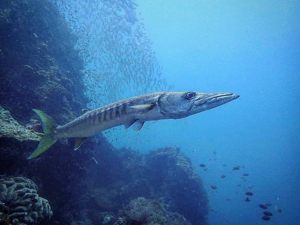 Thailand Marine Life