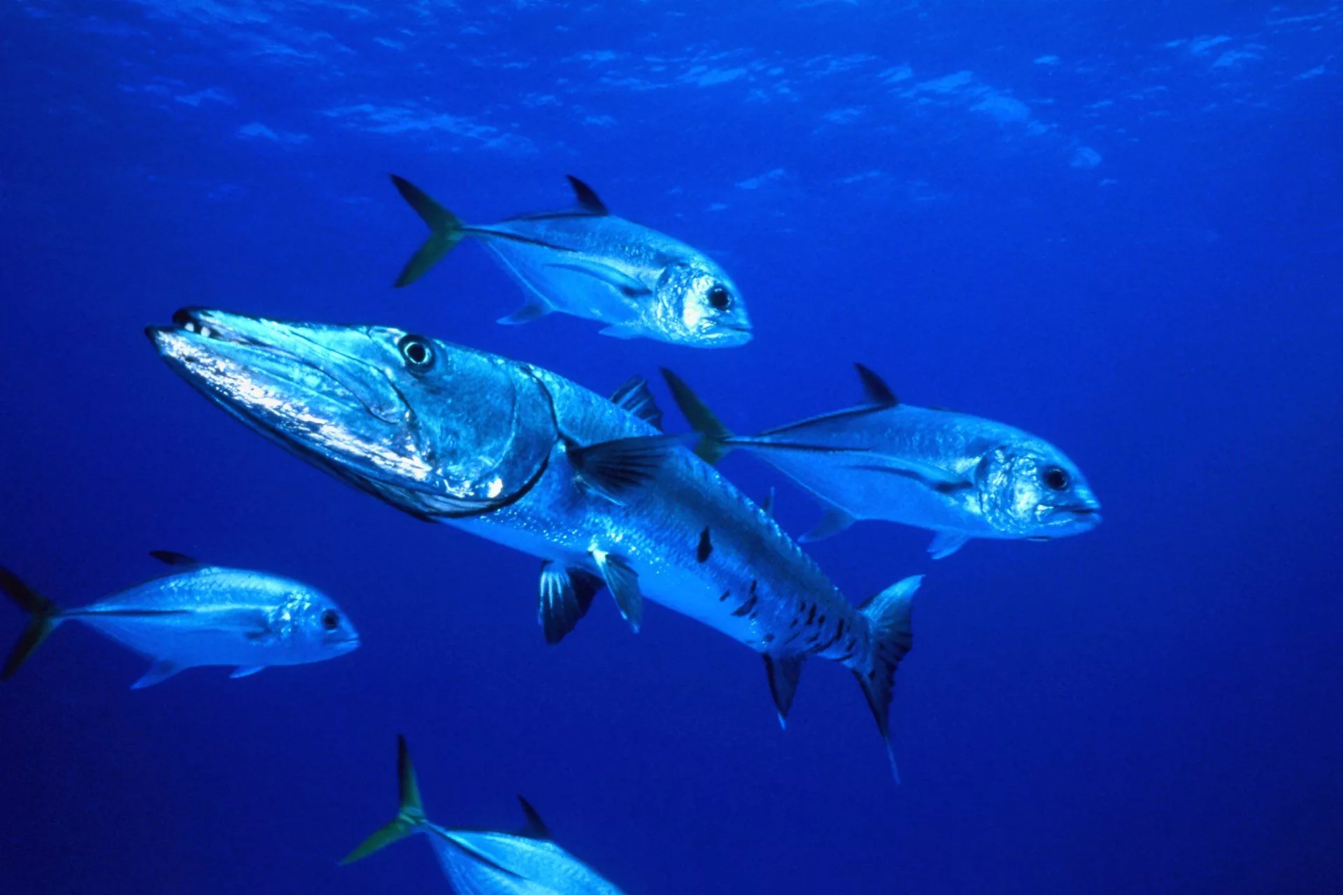 Download Animal Barracuda HD Wallpaper