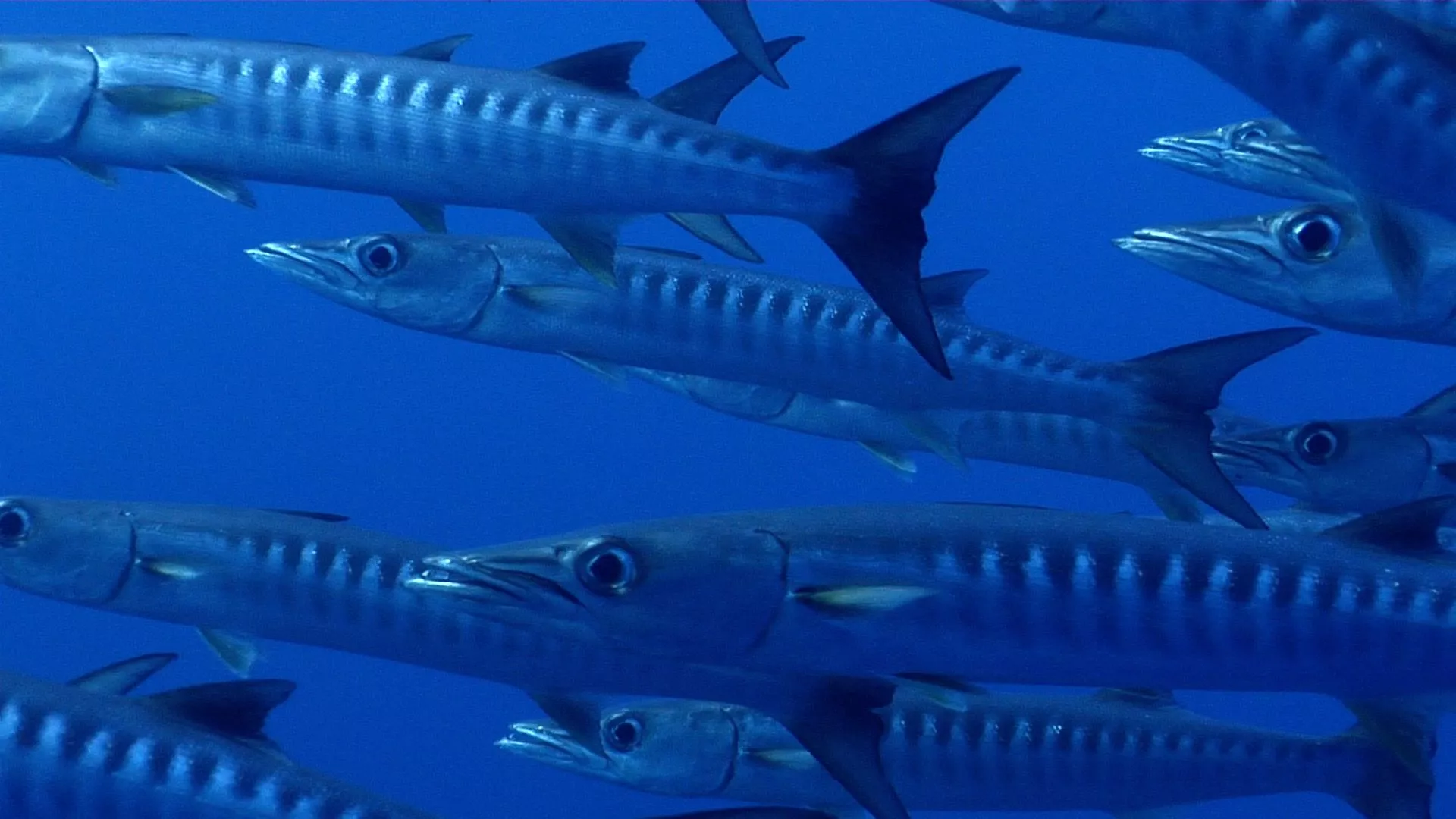 Blackfin barracuda swimming