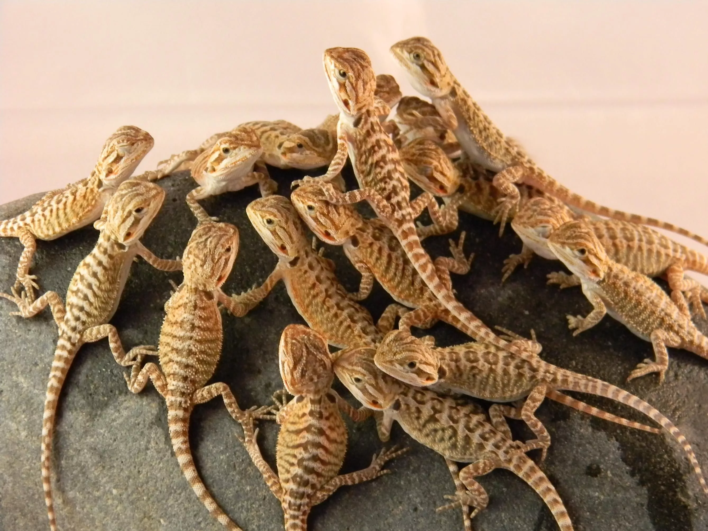 Bearded Dragon Wallpaper ideas