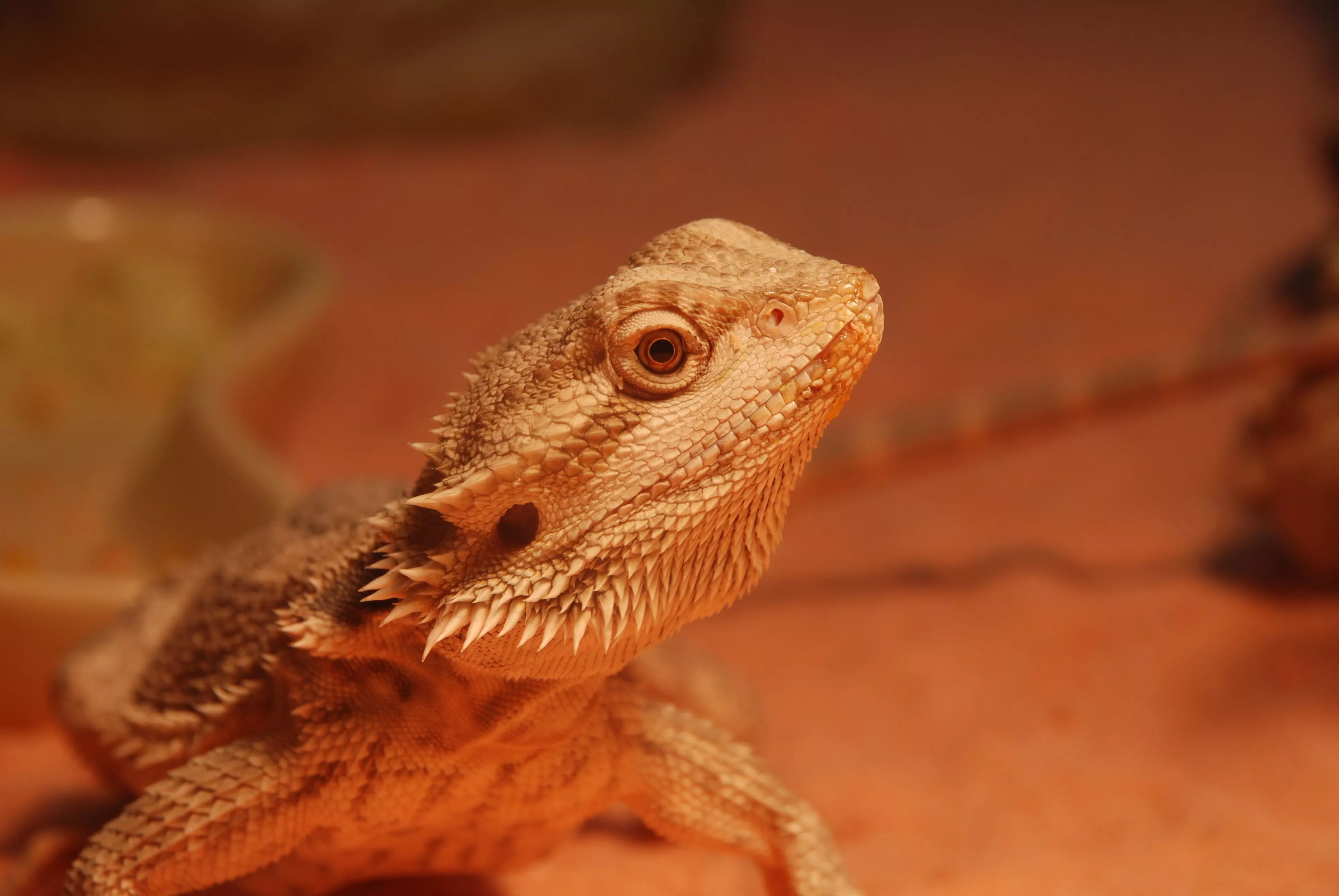 Download Bearded Dragon wallpaper