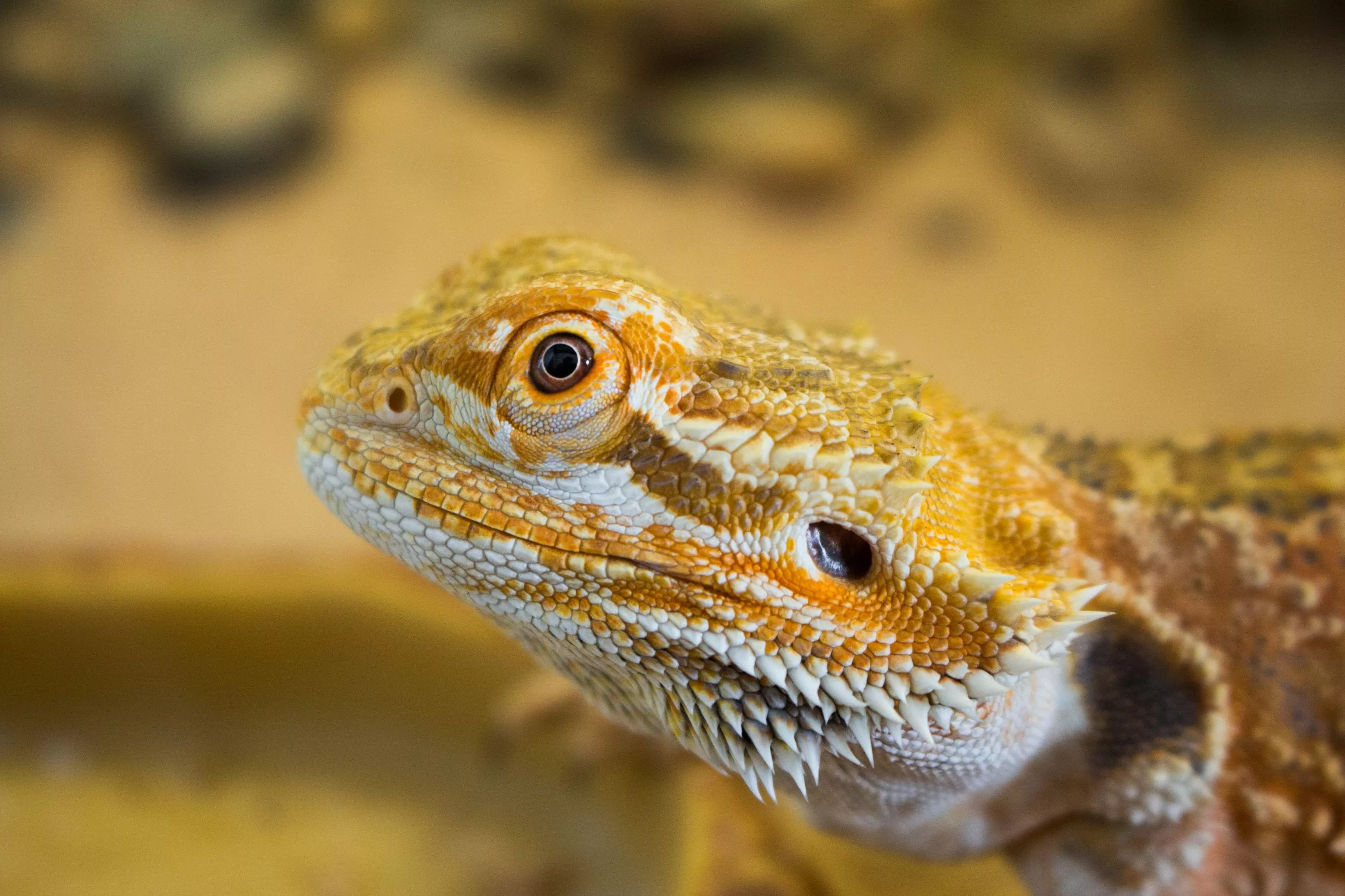 Bearded Dragons Picture. Download