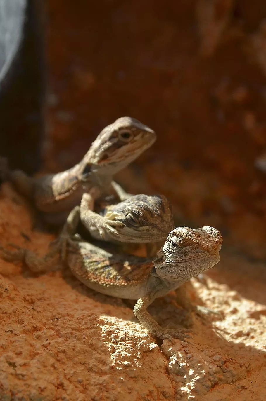 young animals, pogona, reptiles, lizard