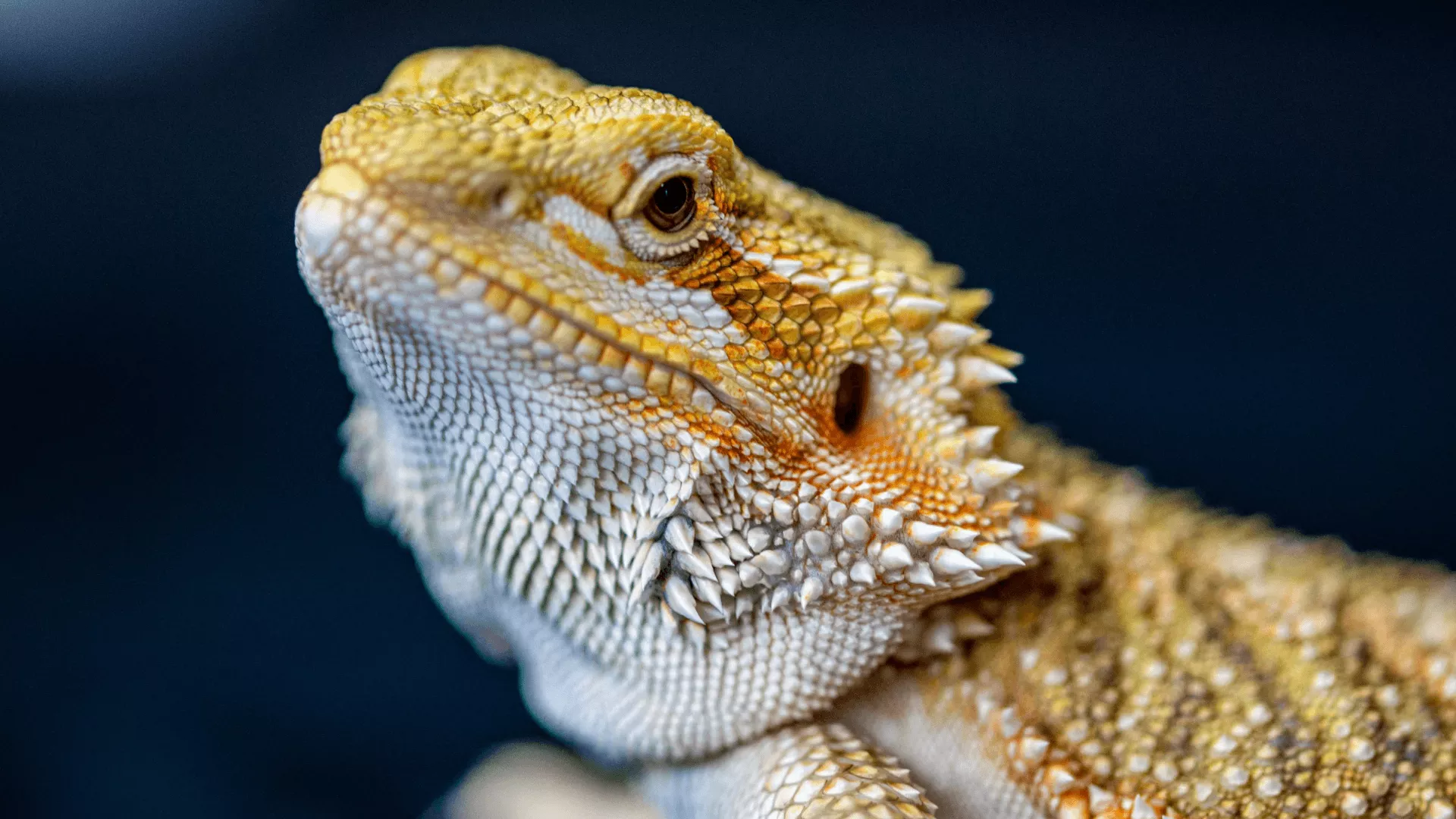 Bearded Dragons Vet Wants You to