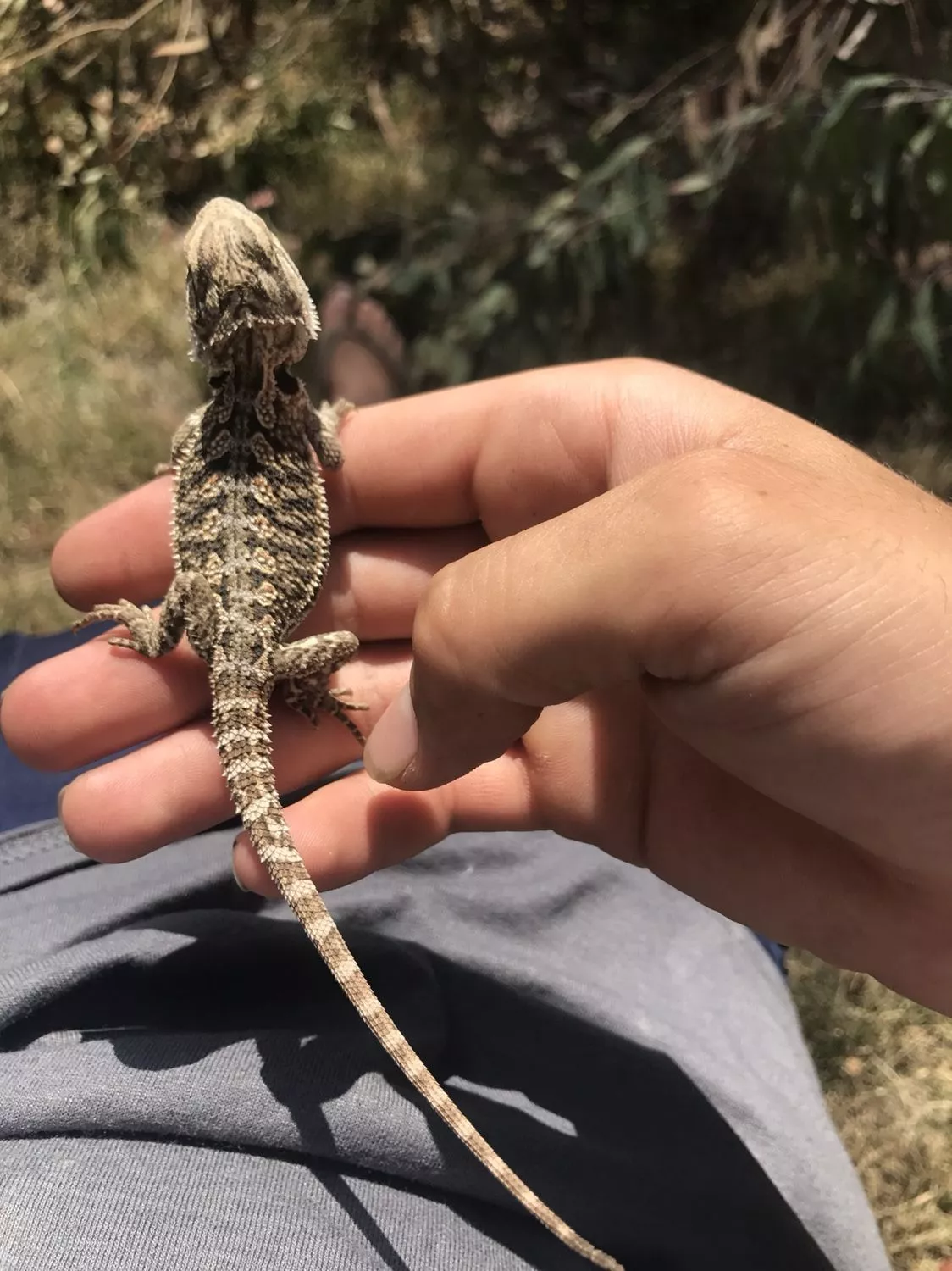 Baby vs. adult photo. Bearded Dragon