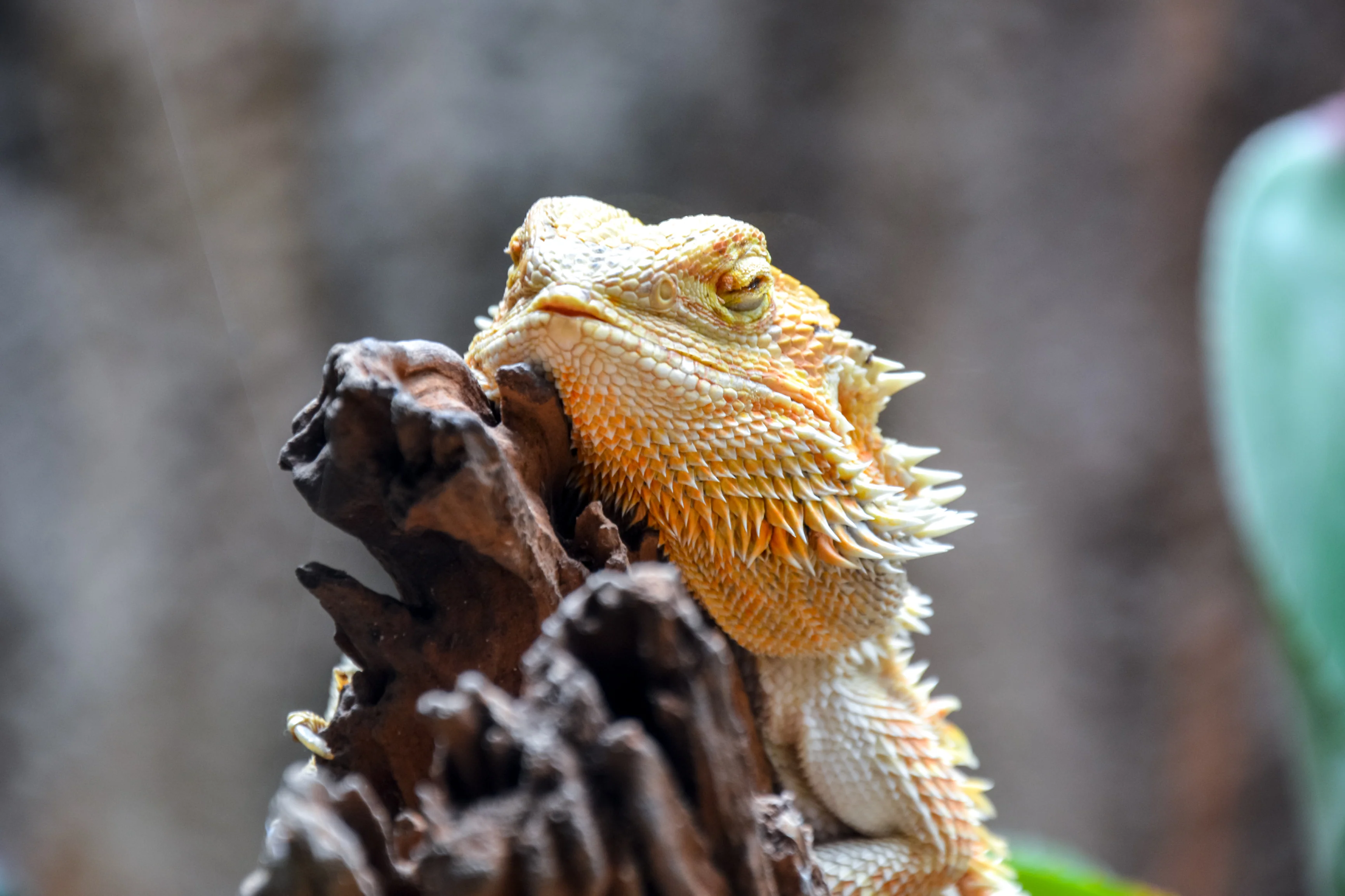 Bearded Dragon Care Sheet