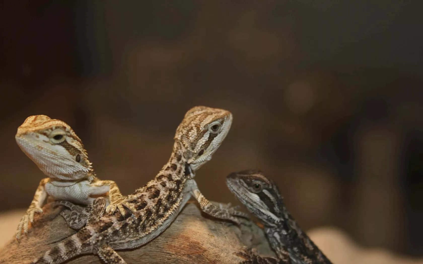 Bearded Dragon HD Wallpaper