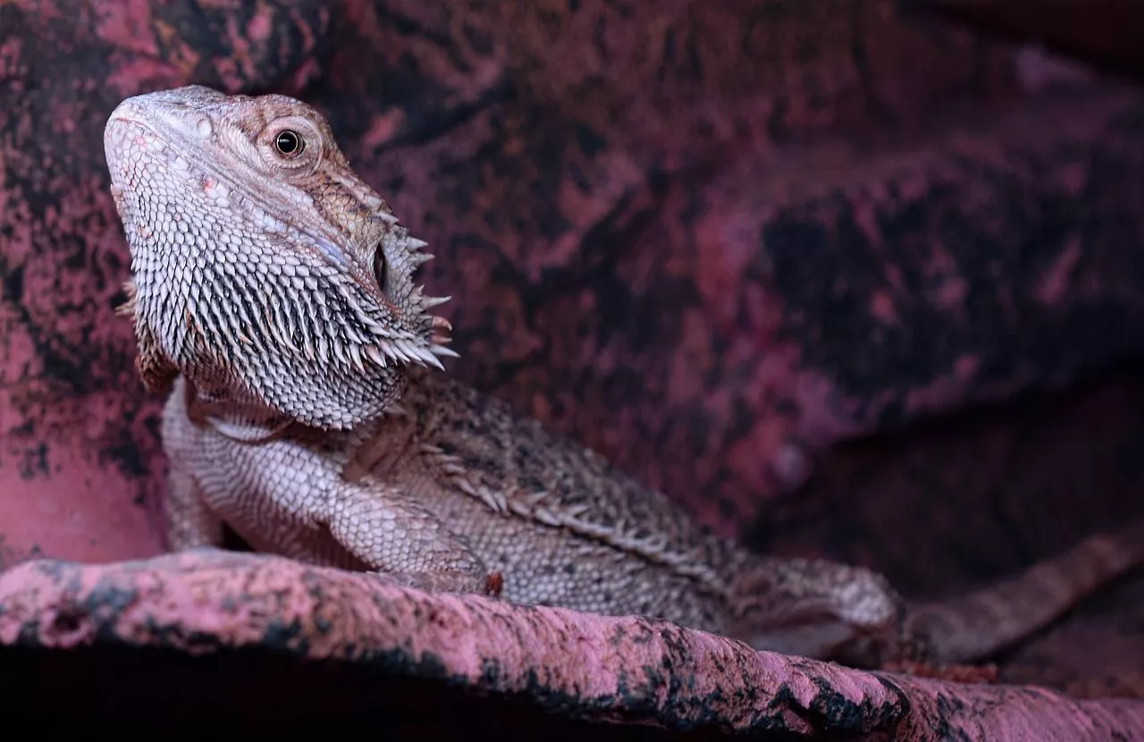 Bearded Dragon Spur Head Pogona