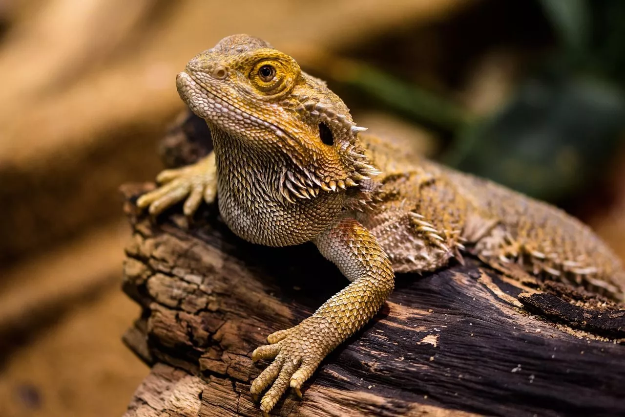 Bearded Dragon & Lizard Image