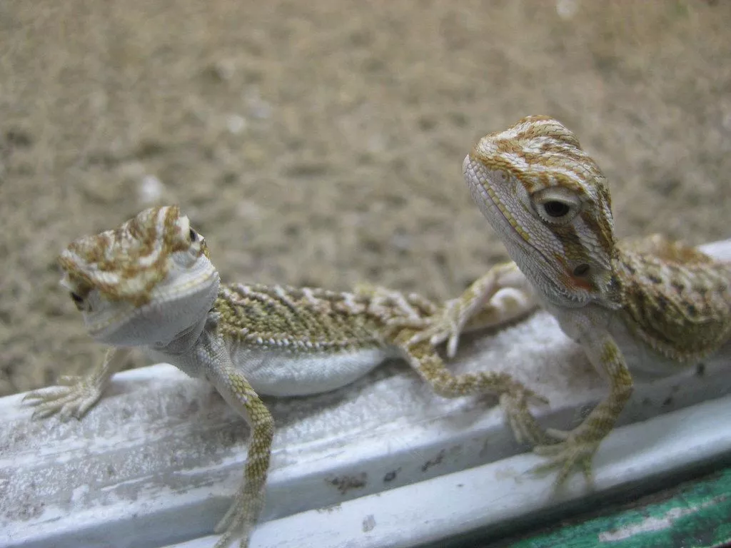 Baby Bearded Dragons