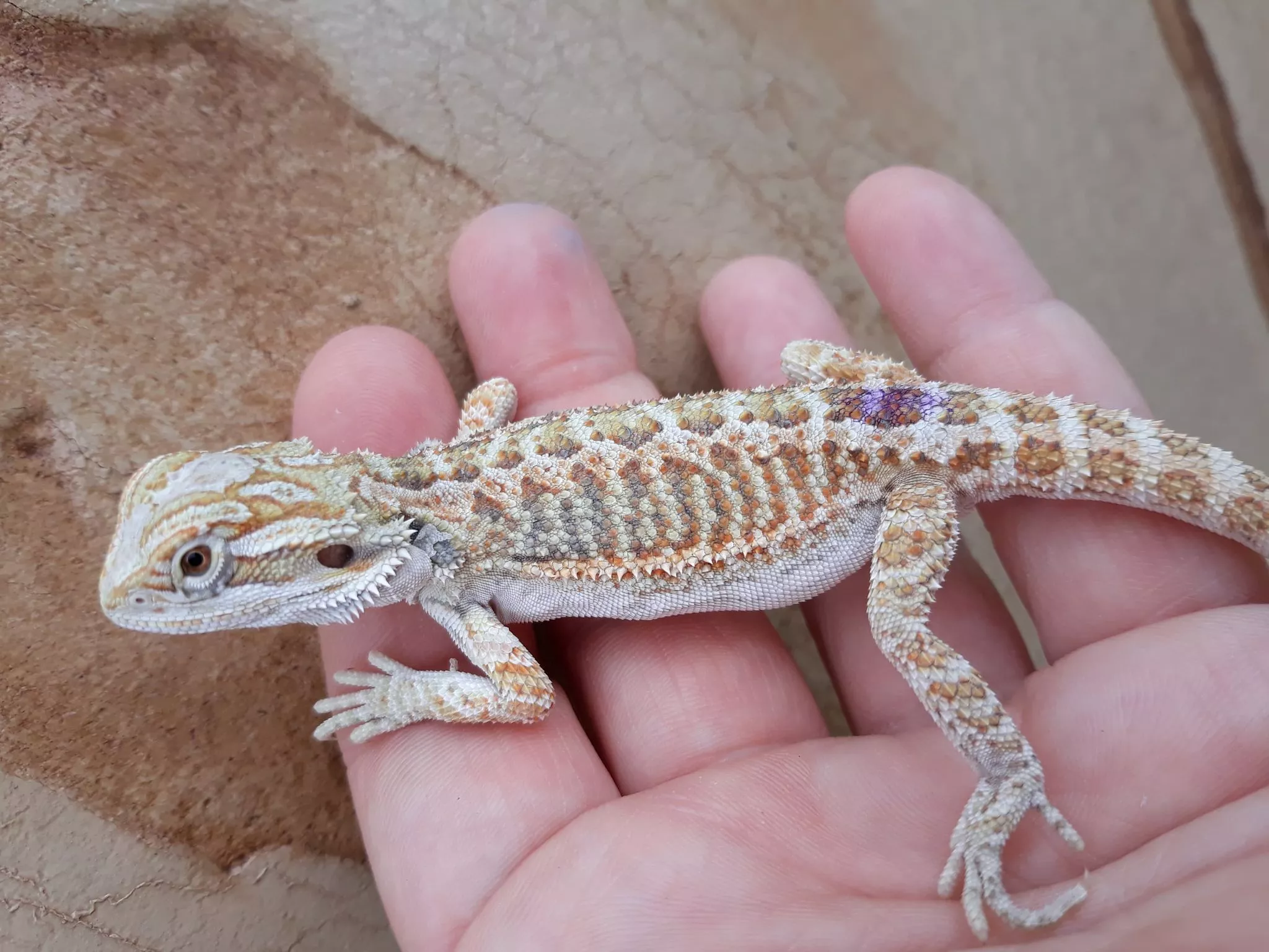 Normal Dragon Traits