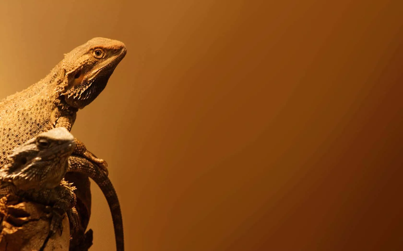 Bearded Dragon HD Wallpaper