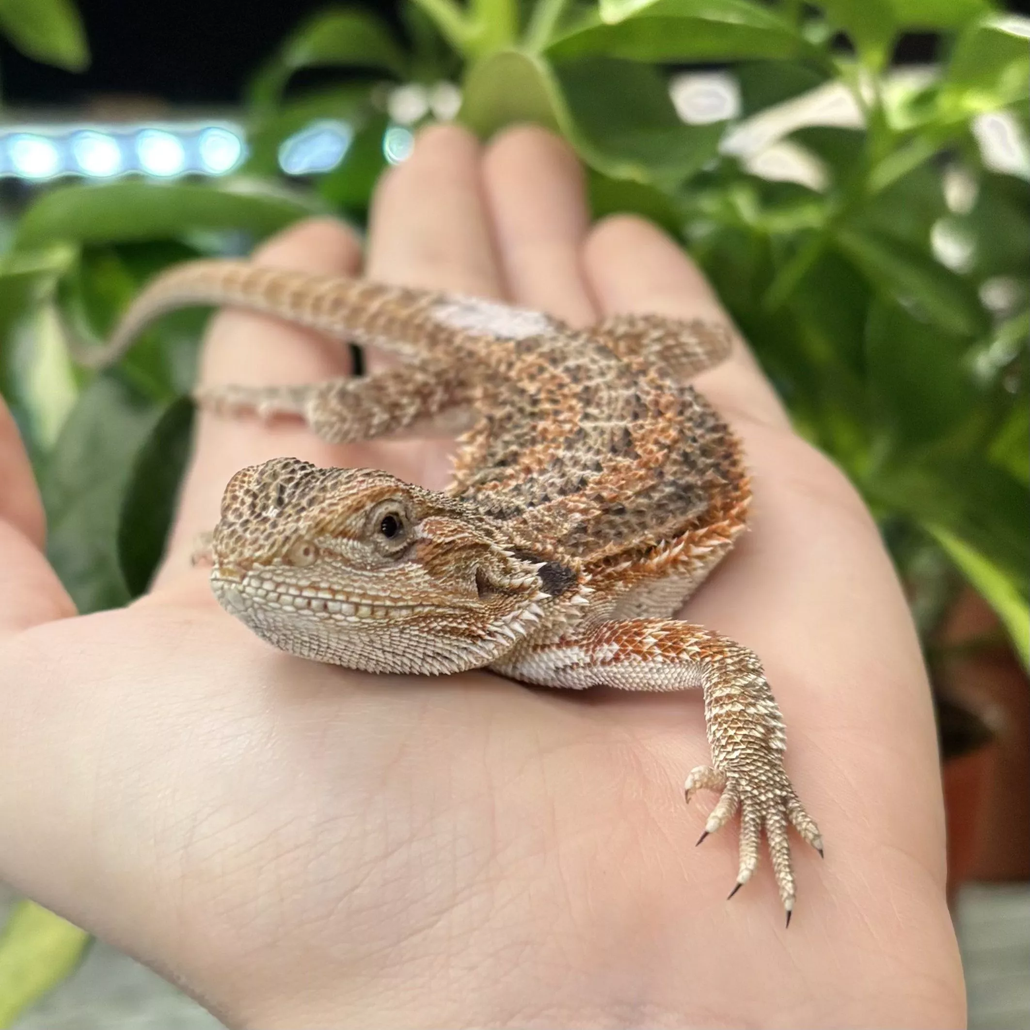 Bearded Dragon