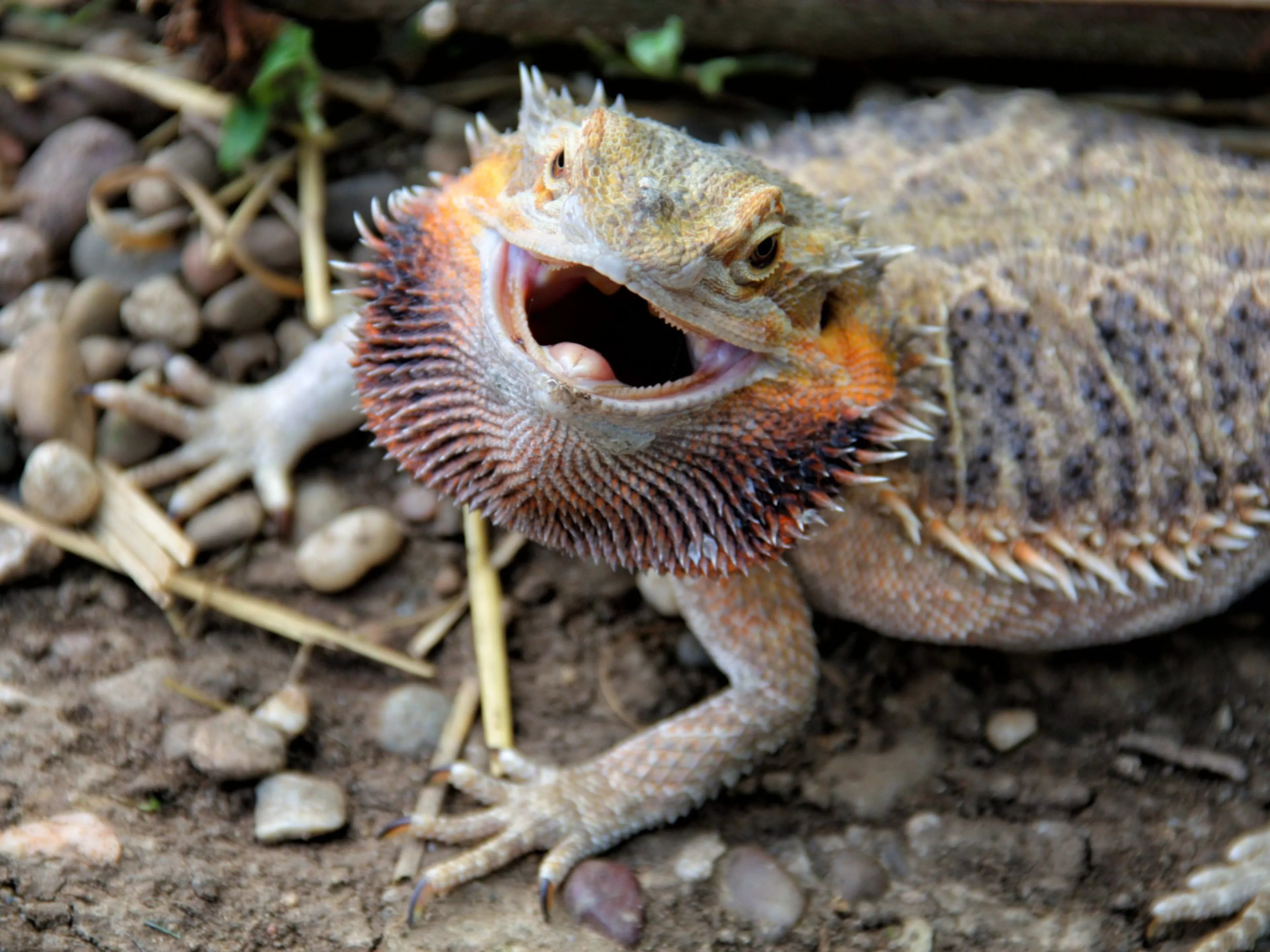 Care of a Bearded Dragon for Beginners