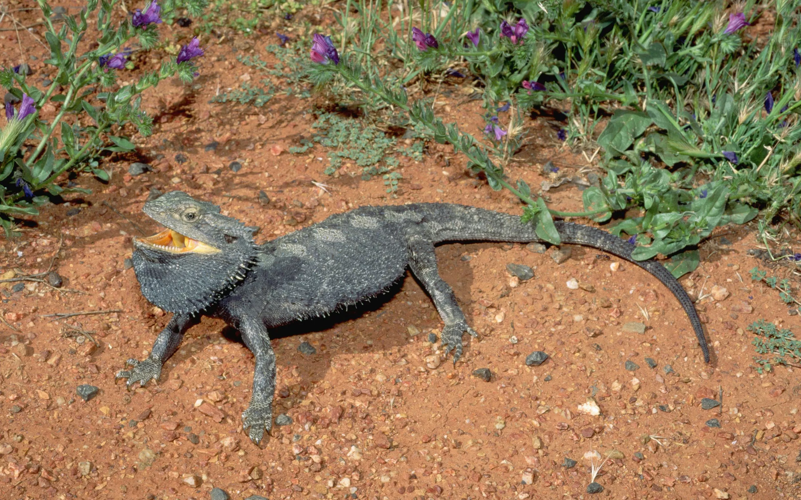 Download Animal Bearded Dragon HD Wallpaper
