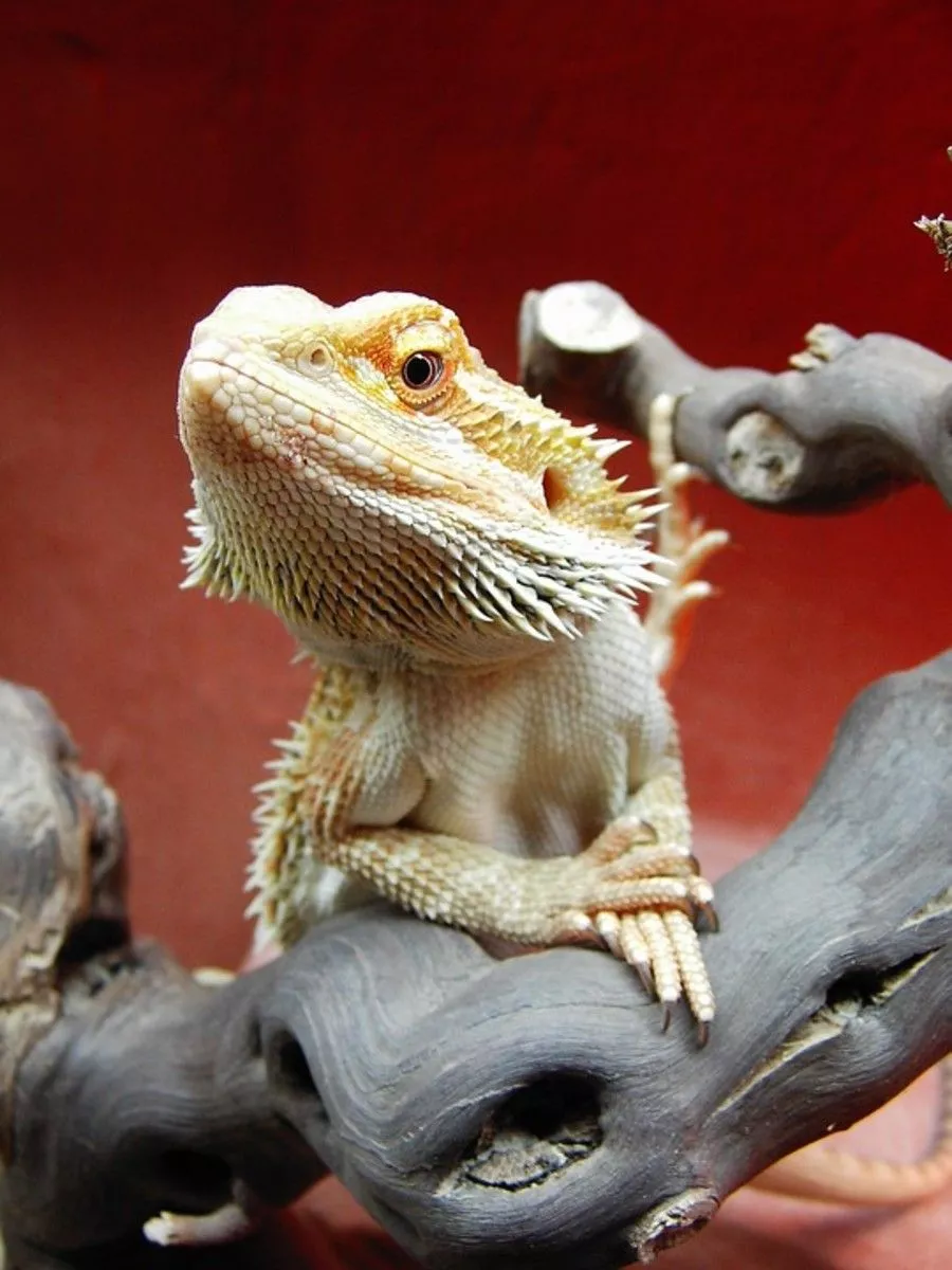 Citrus Bearded Dragons