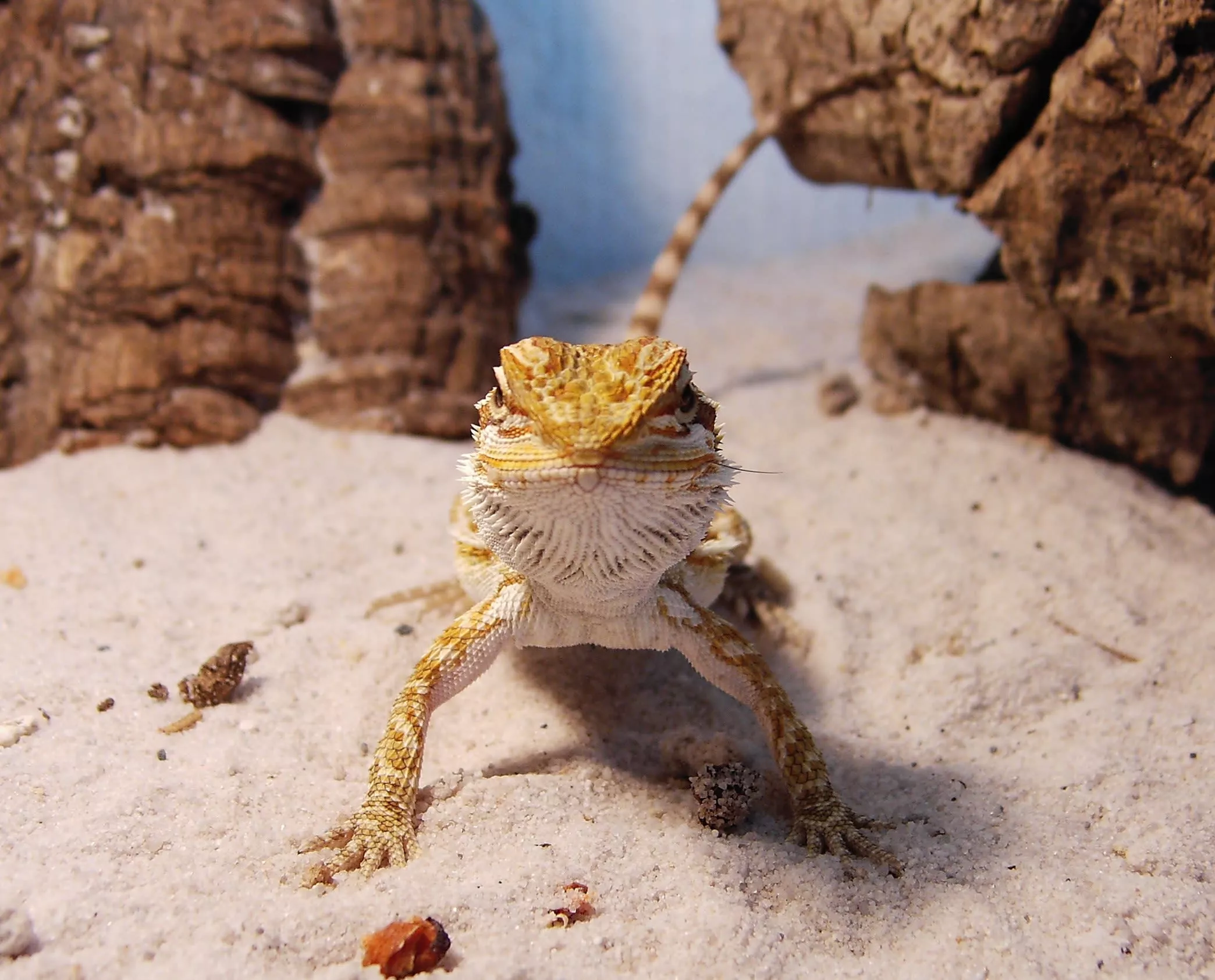 Care of a Bearded Dragon for Beginners