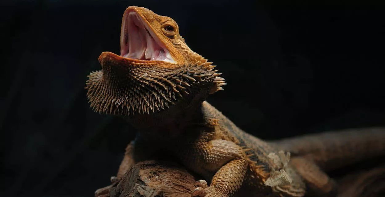 Bearded Dragon Wallpaper
