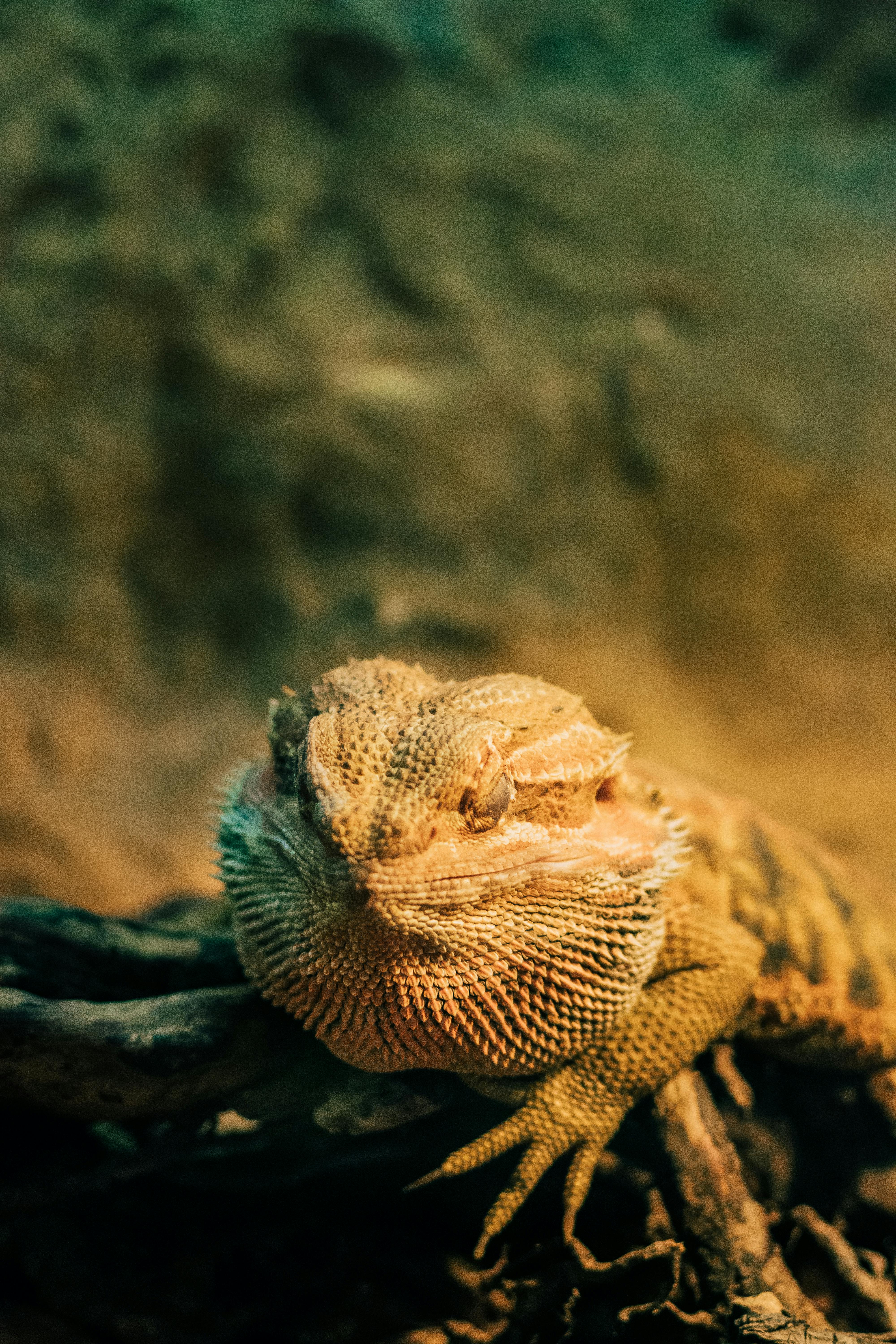 Bearded Dragon Sitting on Rock Basking