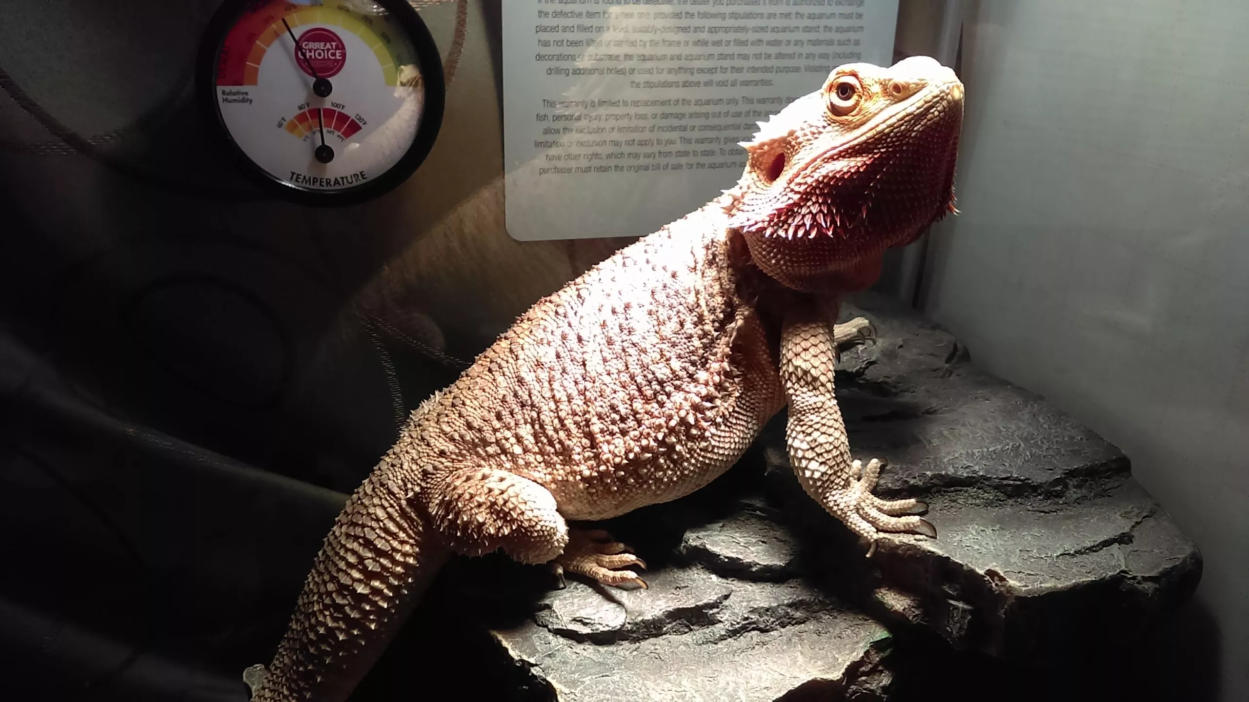 7 Step Bearded Dragon Care Guide