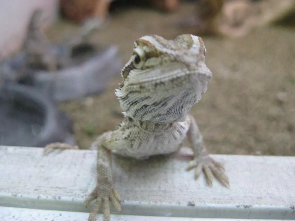 Baby Bearded Dragon