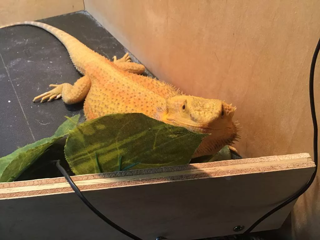 Cute bearded dragon. I will post more