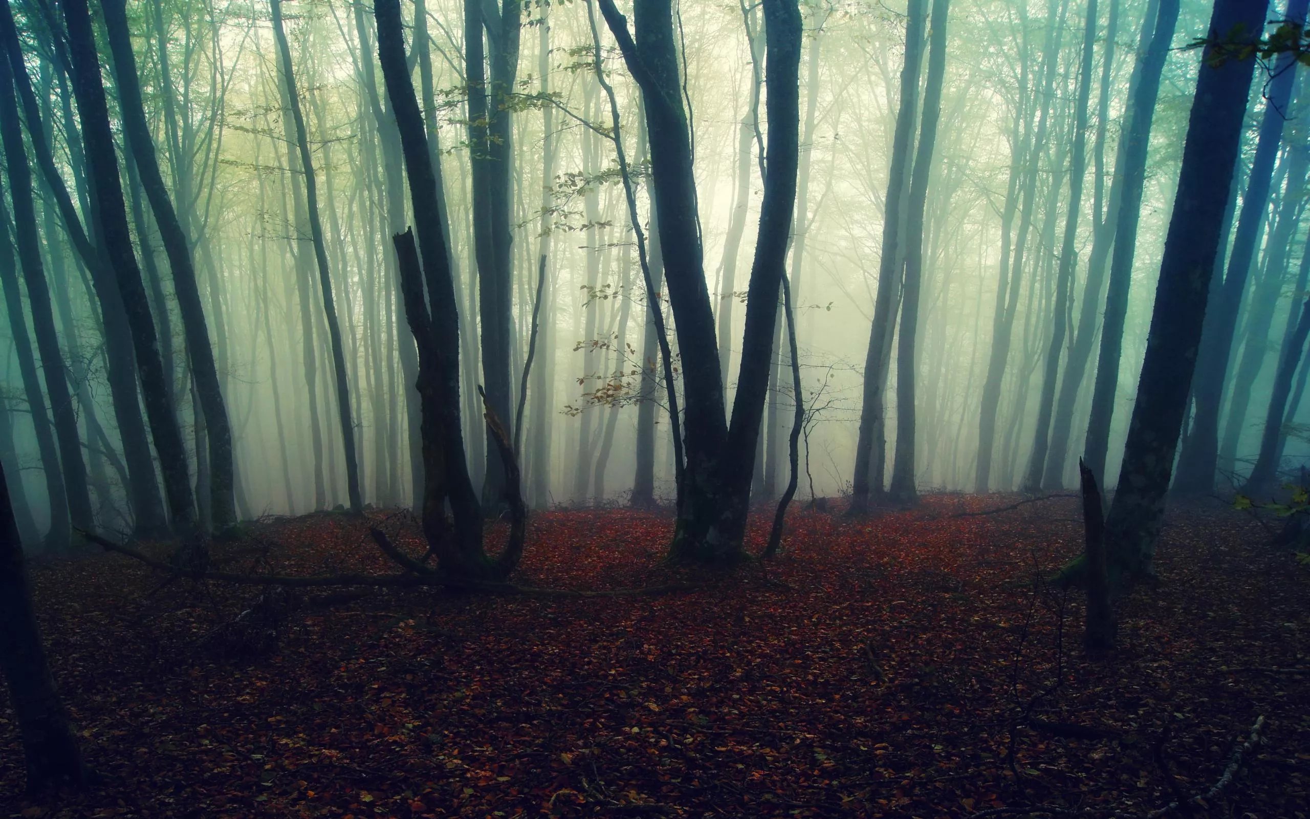 Download Nature Forest HD Wallpaper