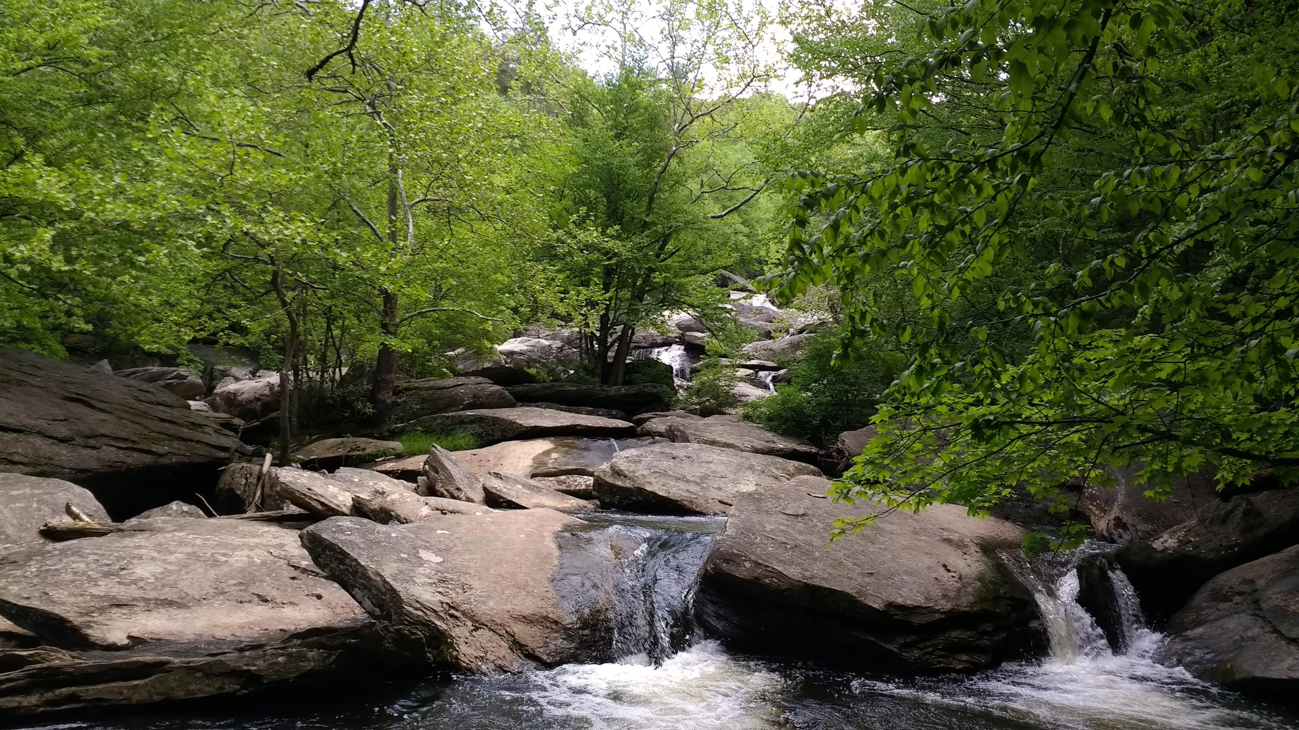 Download Tree Nature North Carolina