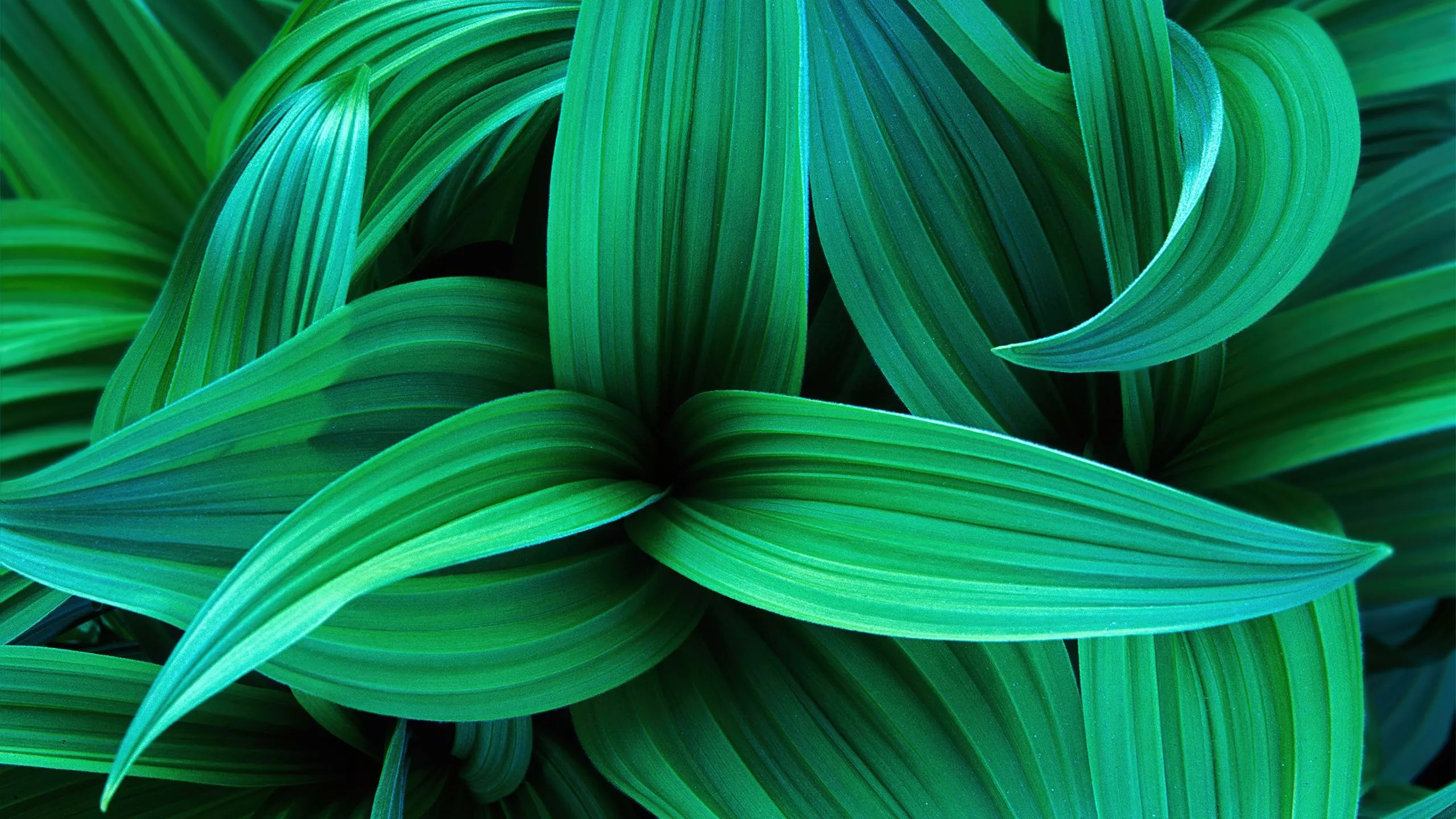 Green leaves Wallpaper 4K, Windows 7